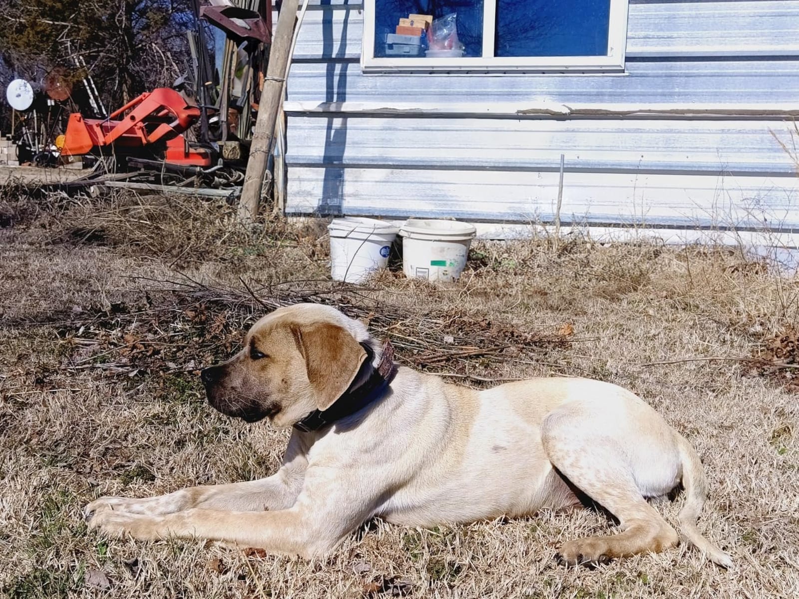 PetSafe Guardian GPS Dog Fence, 3/4 Acre+ customer photo 1