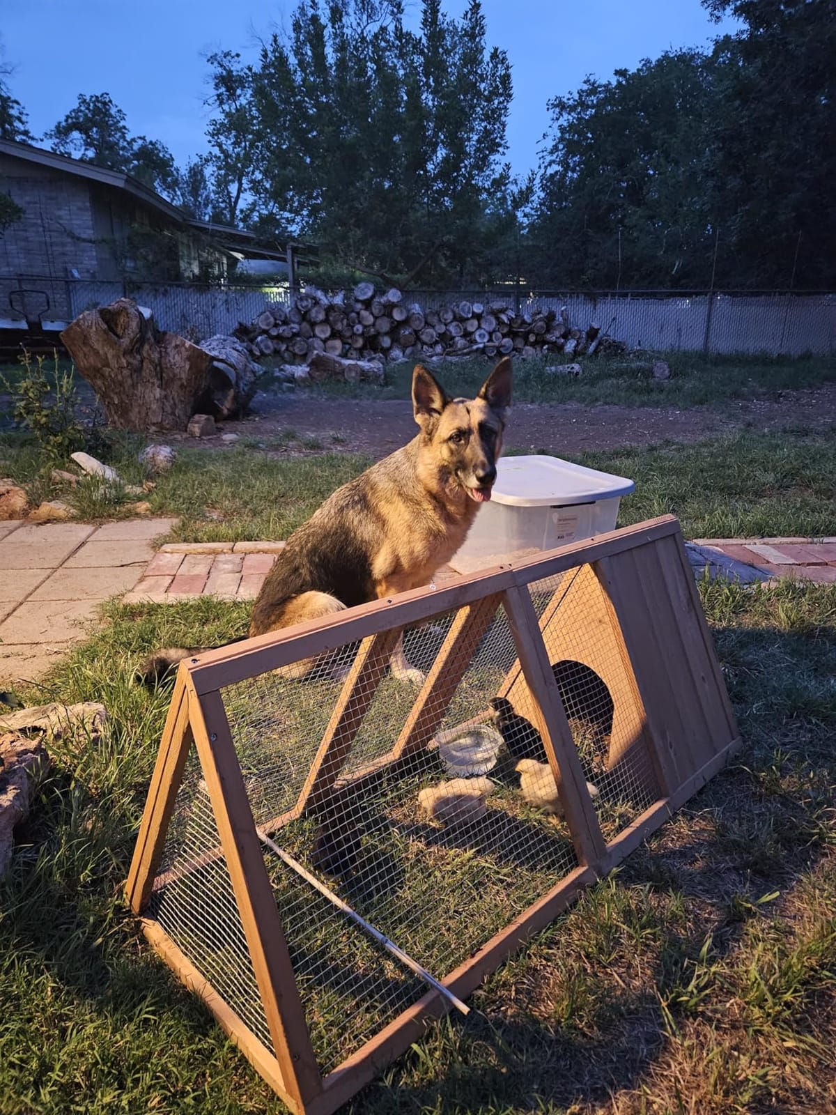 Rabbit Hutch Outdoor Chicken Coop Run A-Frame Bunny Cage Wooden Quail Cage w/ 2 Door & Ventilated Wire Fence Small Animal Cage for Garden Backyard Farms 47 x 18 x 19.5 in customer photo 1
