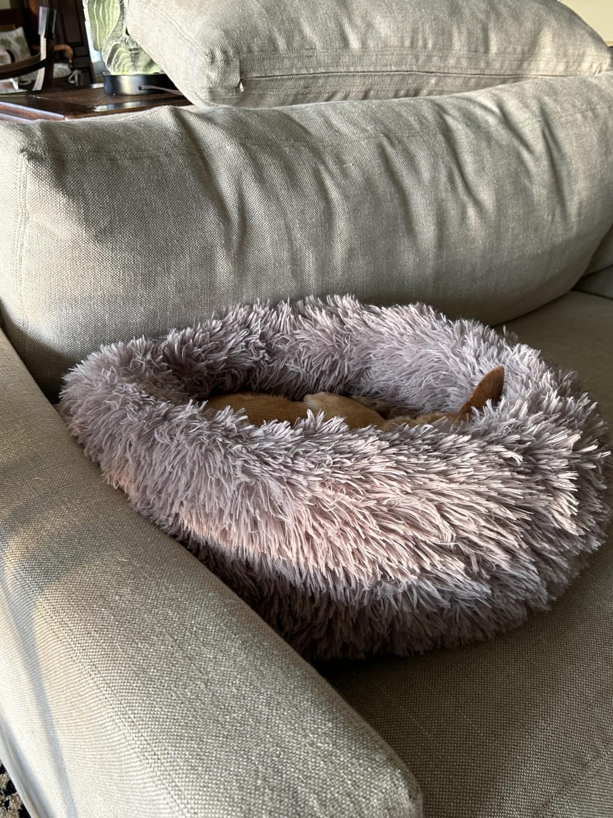 JOLLYVOGUE Calming Dog Bed Medium Size Dog, 31in Donut Washable Medium Pet Bed, Anti-Slip & Anti-Anxiety Fluffy Faux Fur Round Dogs Bed, Fits up to 45 lbs Pets (Smoke Grey) customer photo 2