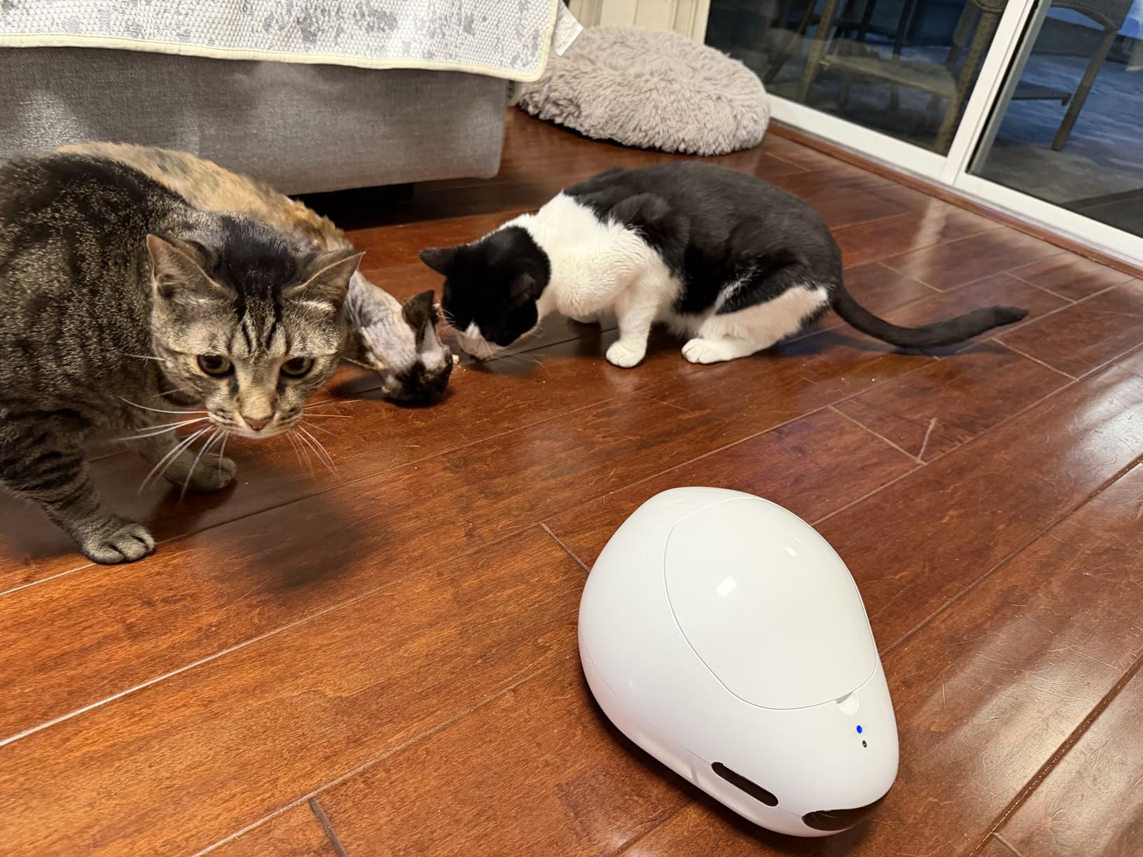 Pet Camera Robot with Treat Dispenser & Laser, Moving Cat Robot Camera for Dogs and Cats with Two-Way Audio, App Remote Control, Auto Recharge, 1080P Night Vision - BQ70 customer photo 1