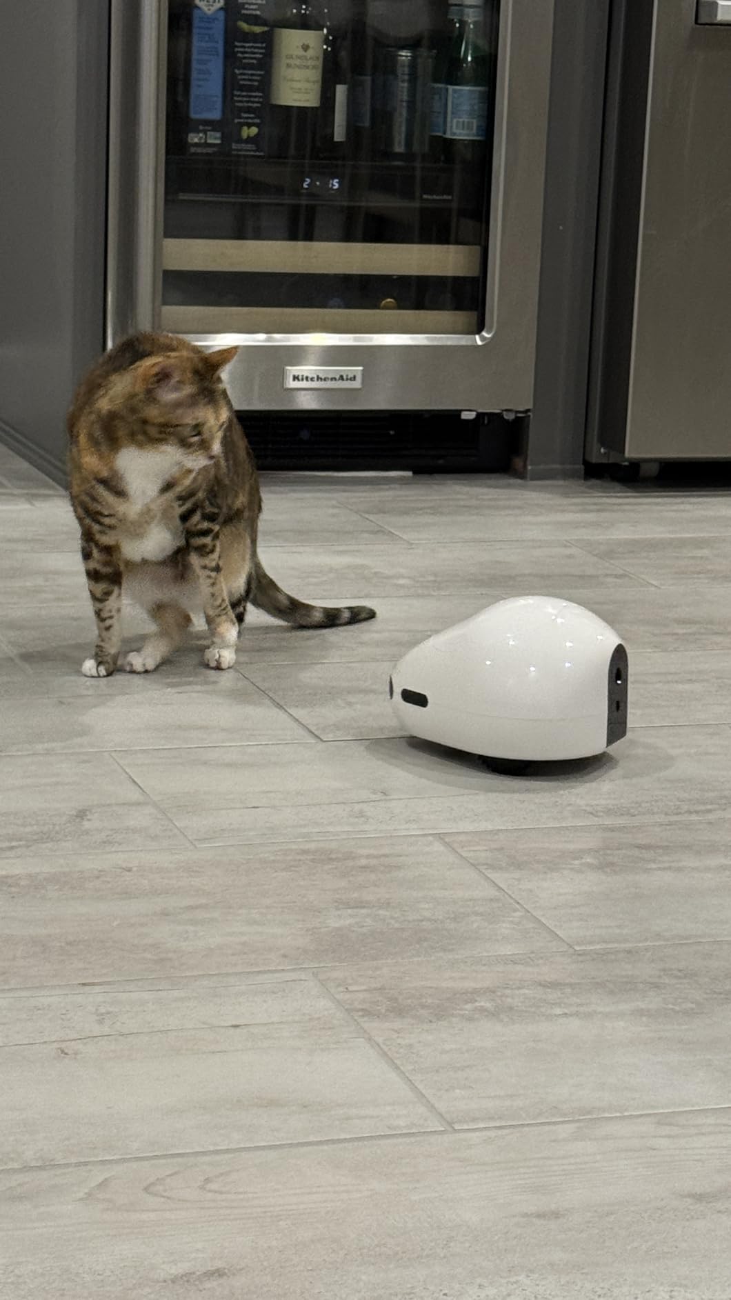 Pet Camera Robot with Treat Dispenser & Laser, Moving Cat Robot Camera for Dogs and Cats with Two-Way Audio, App Remote Control, Auto Recharge, 1080P Night Vision - BQ70 customer photo 2