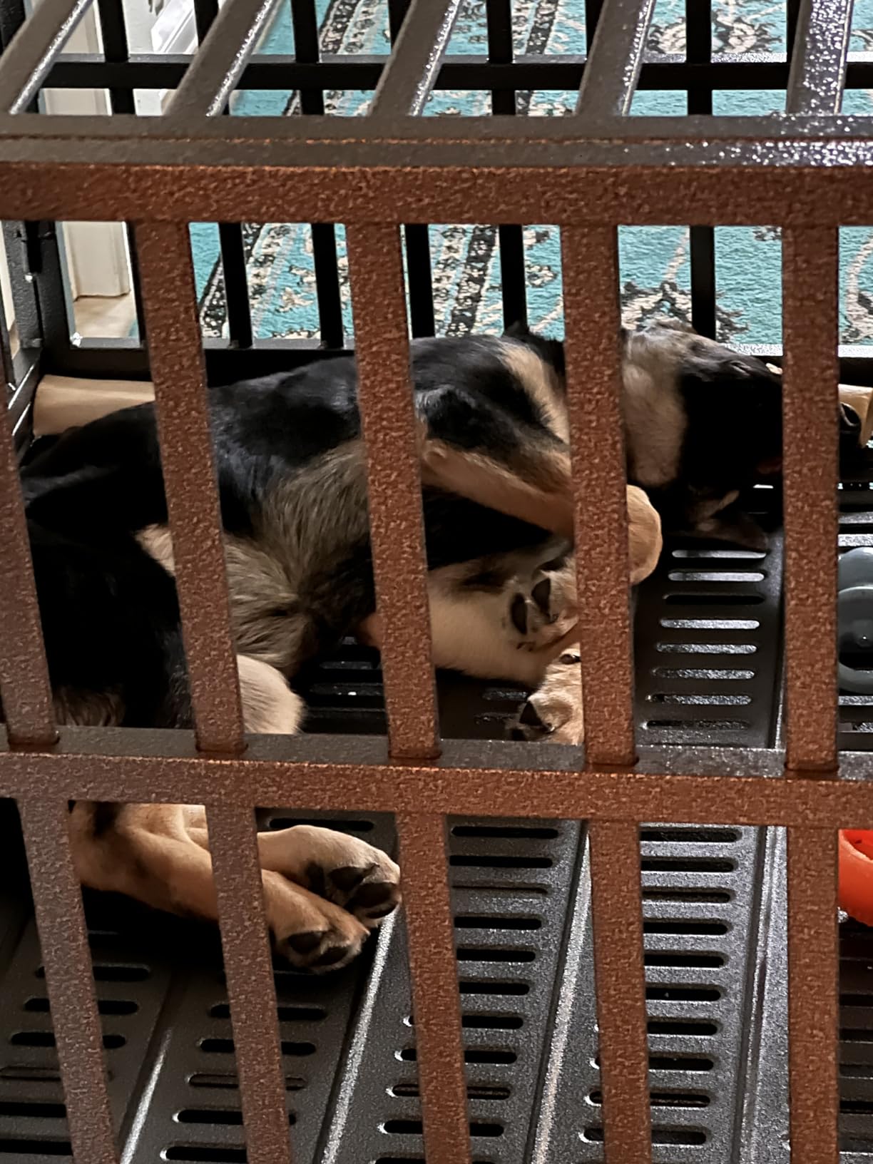 Oranland 48 Inch Heavy Duty Dog Crate,Upgraded Reinforced Baseplate customer photo 2