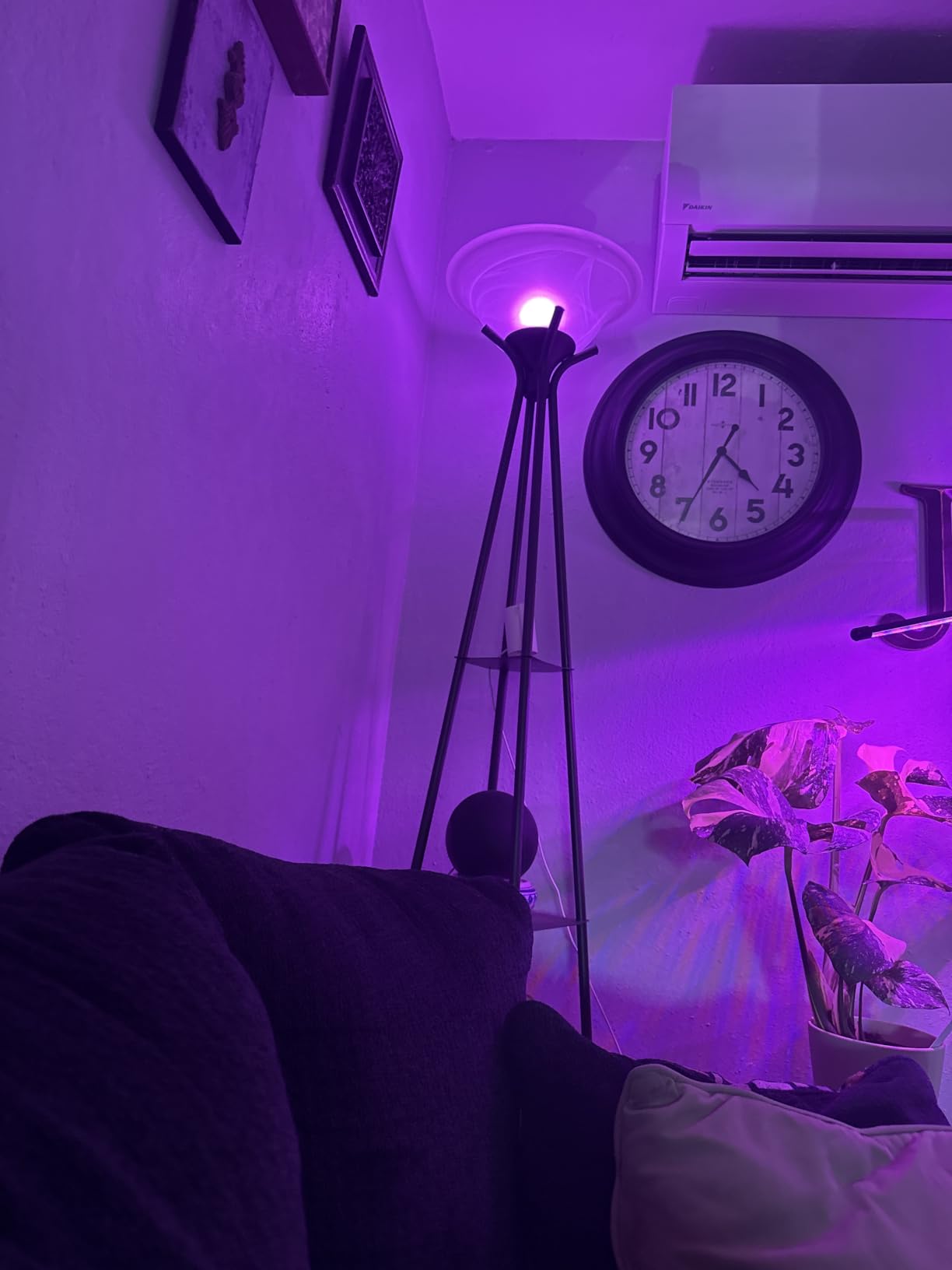 WiZ Connected LED Smart Light Bulbs, Sunset to Sunrise Automation + Motion Detection + Control with Voice or App, Full Color A19 60W 800LM E26 Indoor, Matter Compatible - 1 Pack customer photo 1