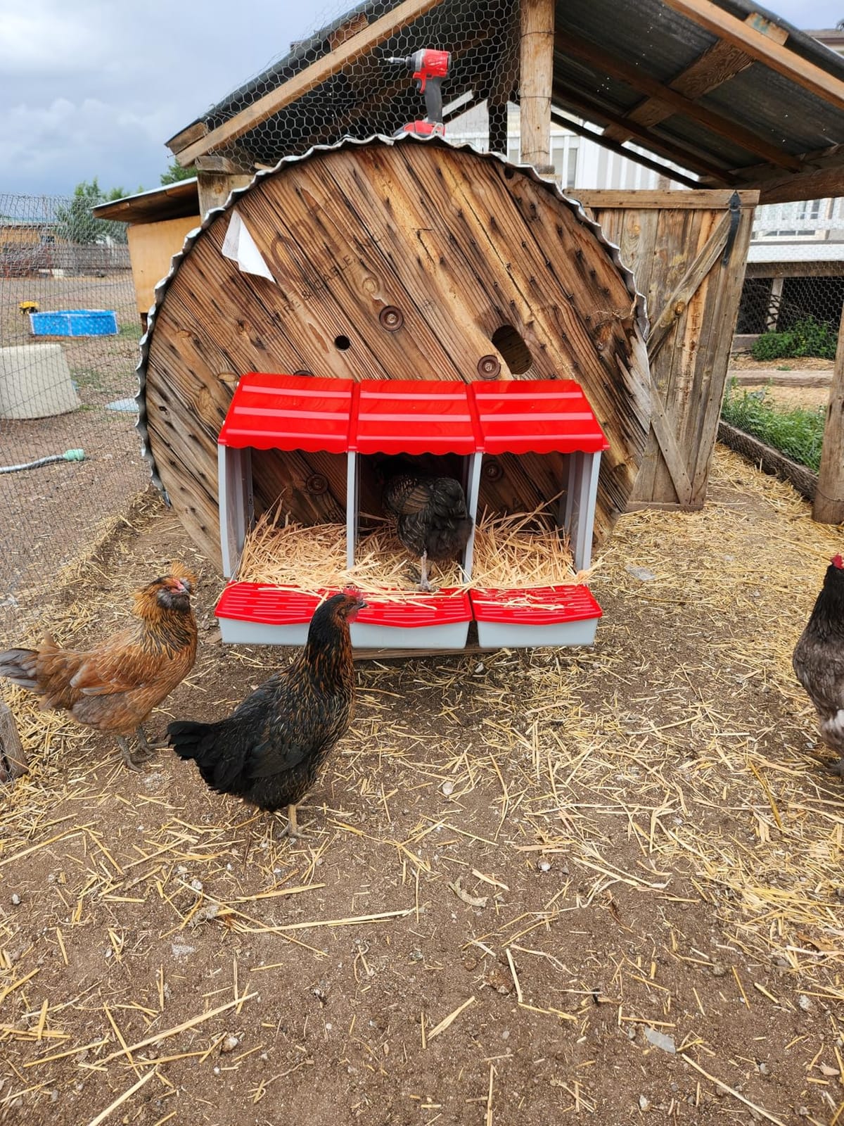 5 Hole Chicken Nesting Box with Rolling Egg Collection Design customer photo 1