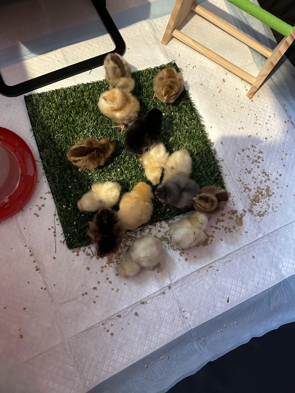 Brooder Box for Chick Starter Kit - 2026 Upgrade Dual Door Chicken Brooder Pen/Playpen/Tent with 10*10 in Brooder Heating Plate,Nesting Pad,Chicks Feeder＆Waterer,Chick Perch Up to 15 Chicks,Duck,Quail customer photo 2