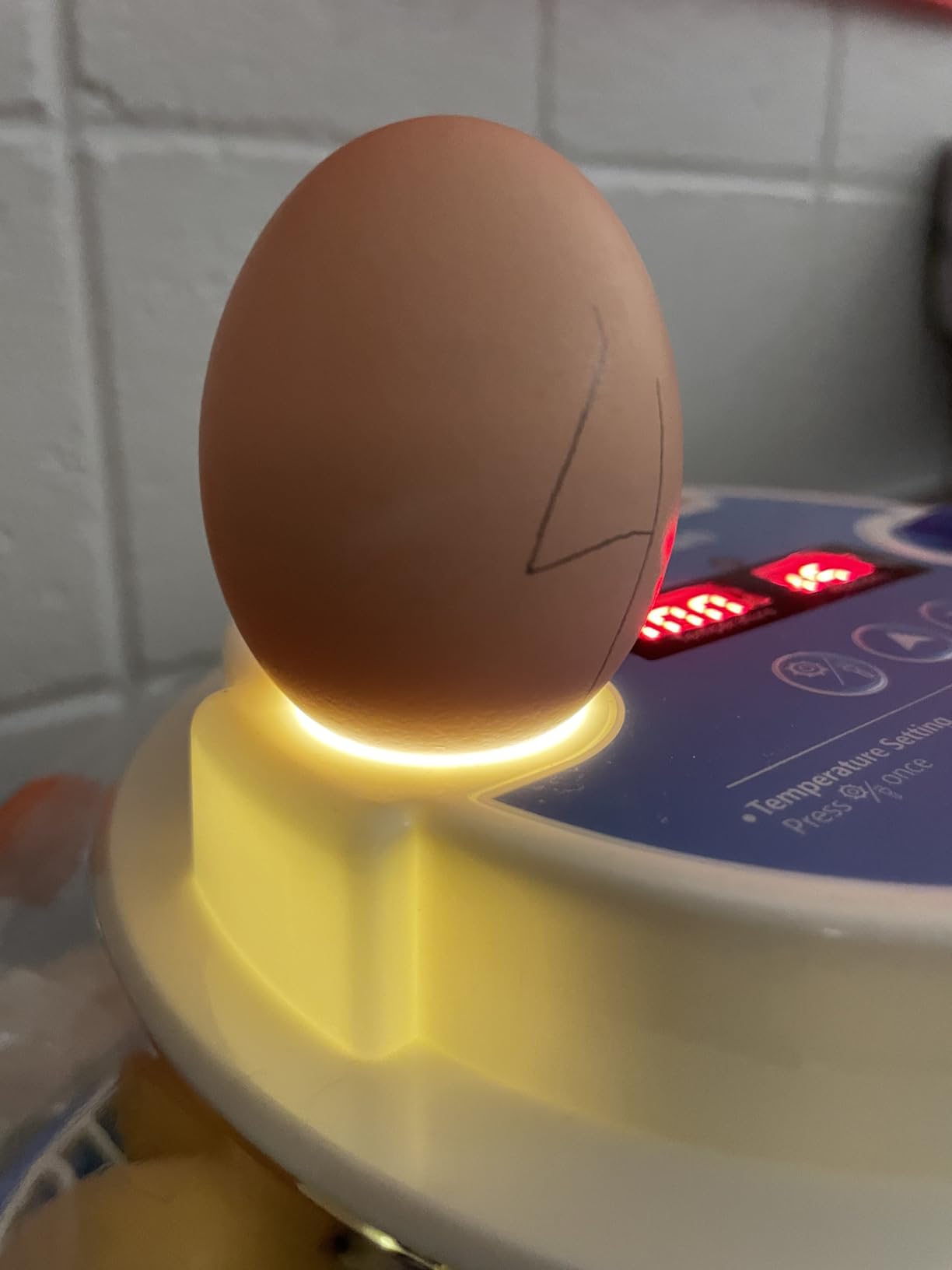 12 Egg Incubators for Hatching Eggs, Auto Turning, Temp & Humidity Control customer photo 1