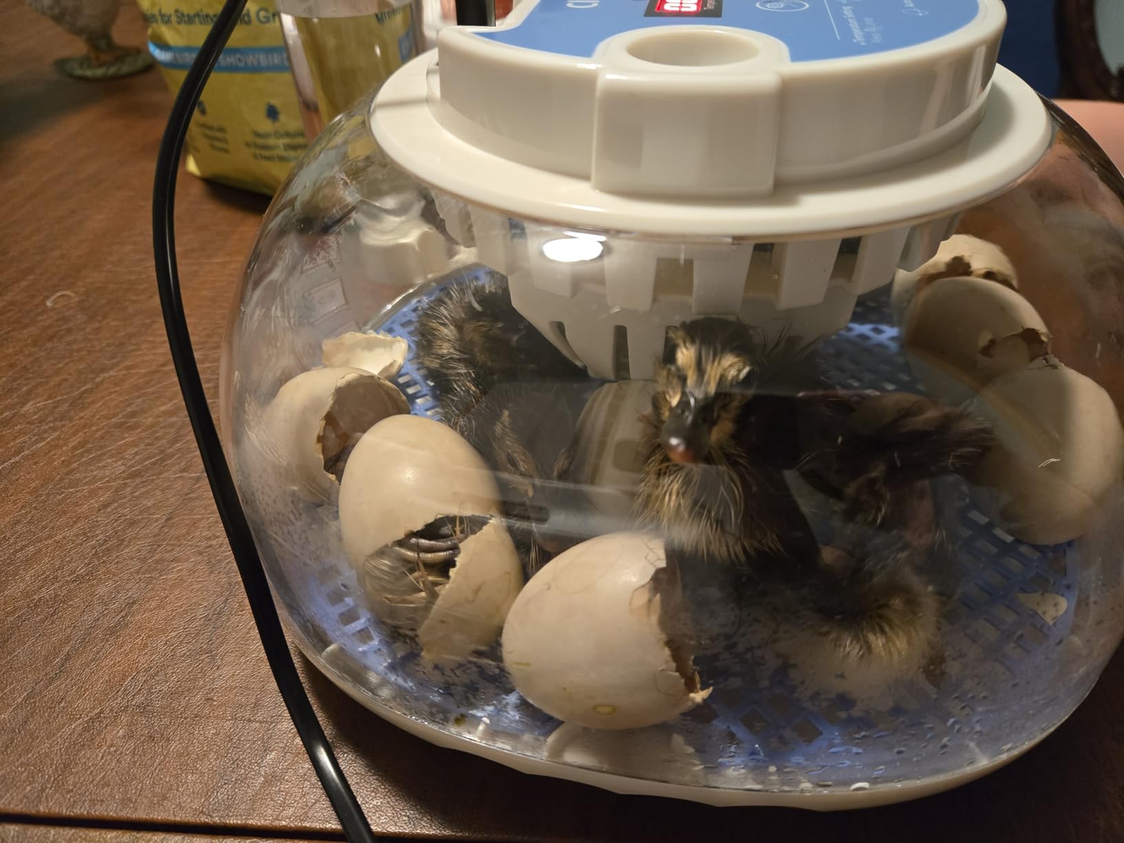 12 Egg Incubators for Hatching Eggs, Auto Turning, Temp & Humidity Control customer photo 2