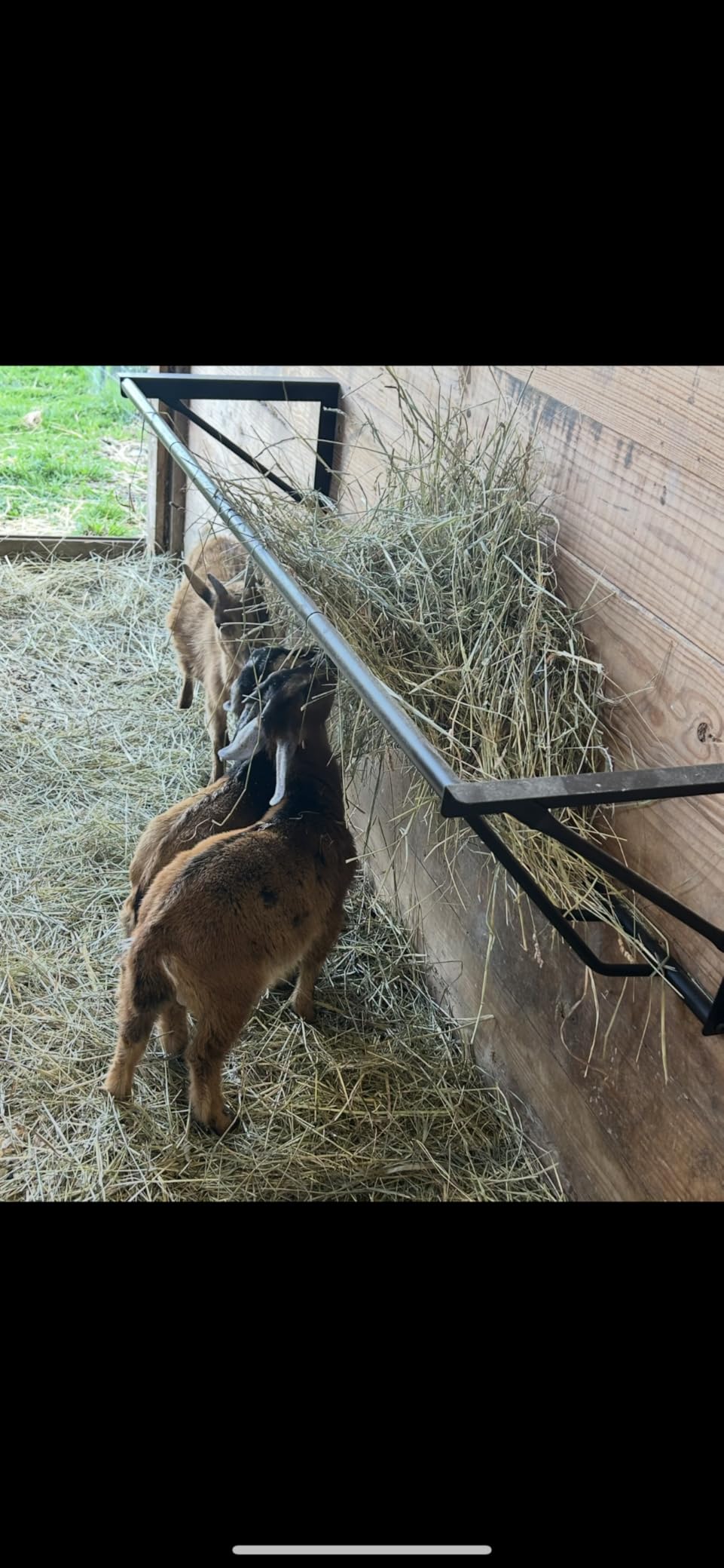 Goats Hay Feeder, 35.5'' Long, Heavy Duty Iron Wall Hay Rack, Blanket Holder, Large Capacity for Goats,Horses,Cattle and Other Livestock, Farm Indoor and Outdoor Use, Black customer photo 1