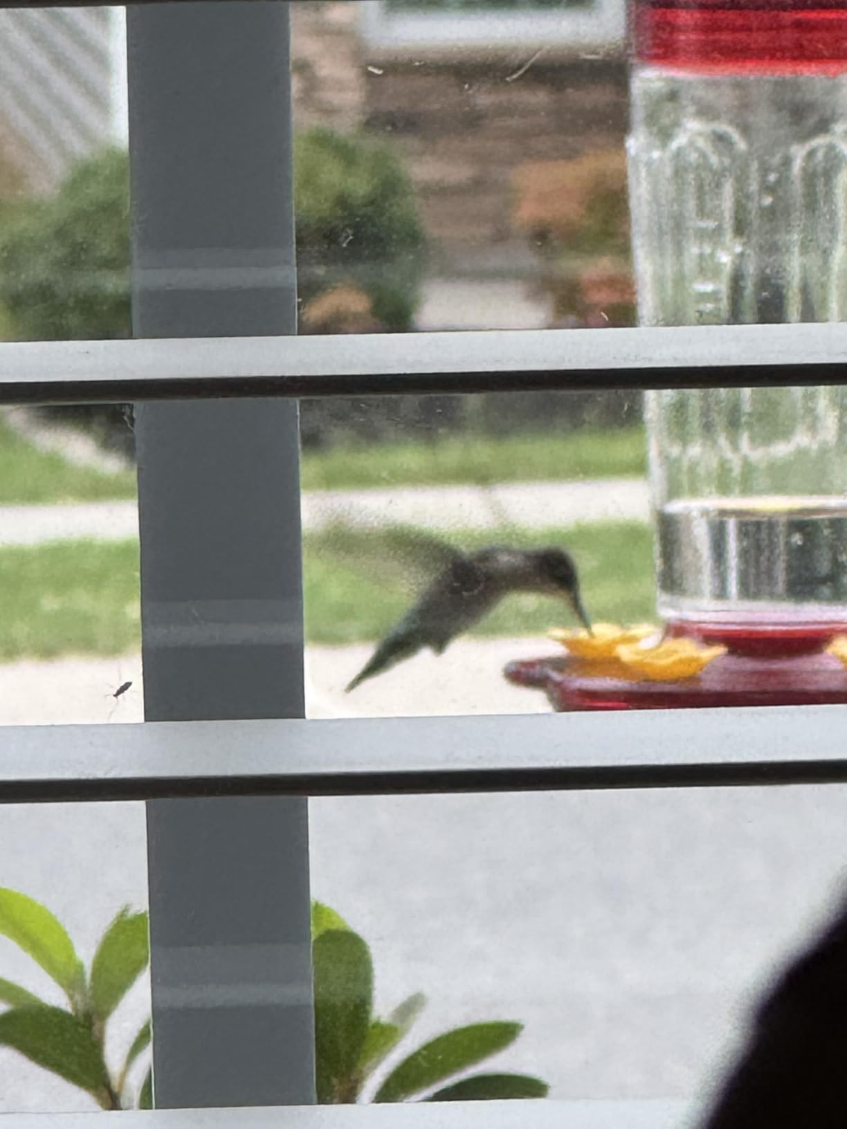 2 Pack Plastic Hummingbird Feeders for Outdoors Hanging Ant and Bee Proof,15 Ounces Red Hummingbird Feeder with 5 Feeding Ports and Perches, Built-in Ant Moat, Outside Garden Décor (Plastic, 2) customer photo 2