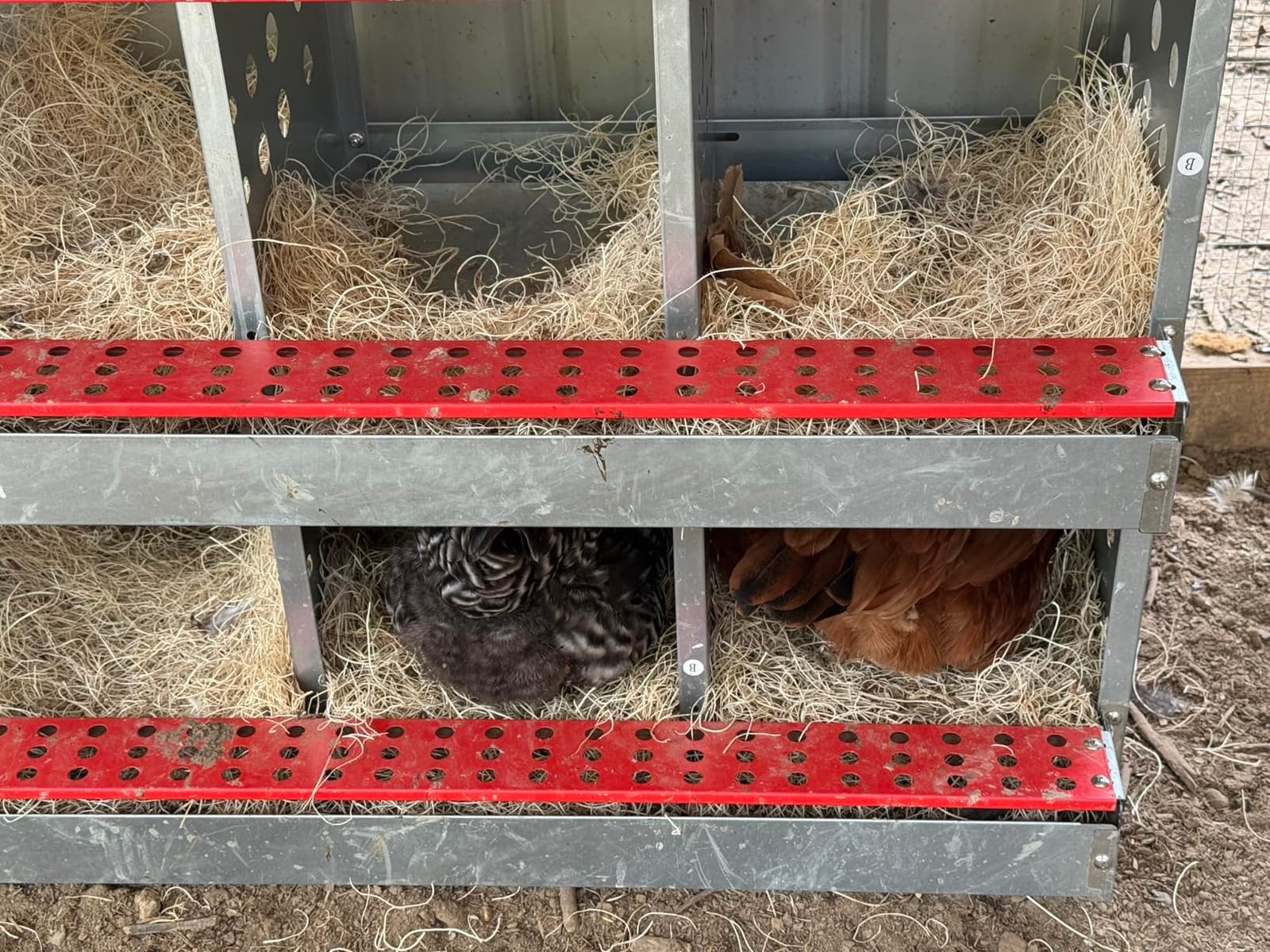 6-Compartment Roll Away Chicken Nesting Box for Hens, 32.6 Inch customer photo 2