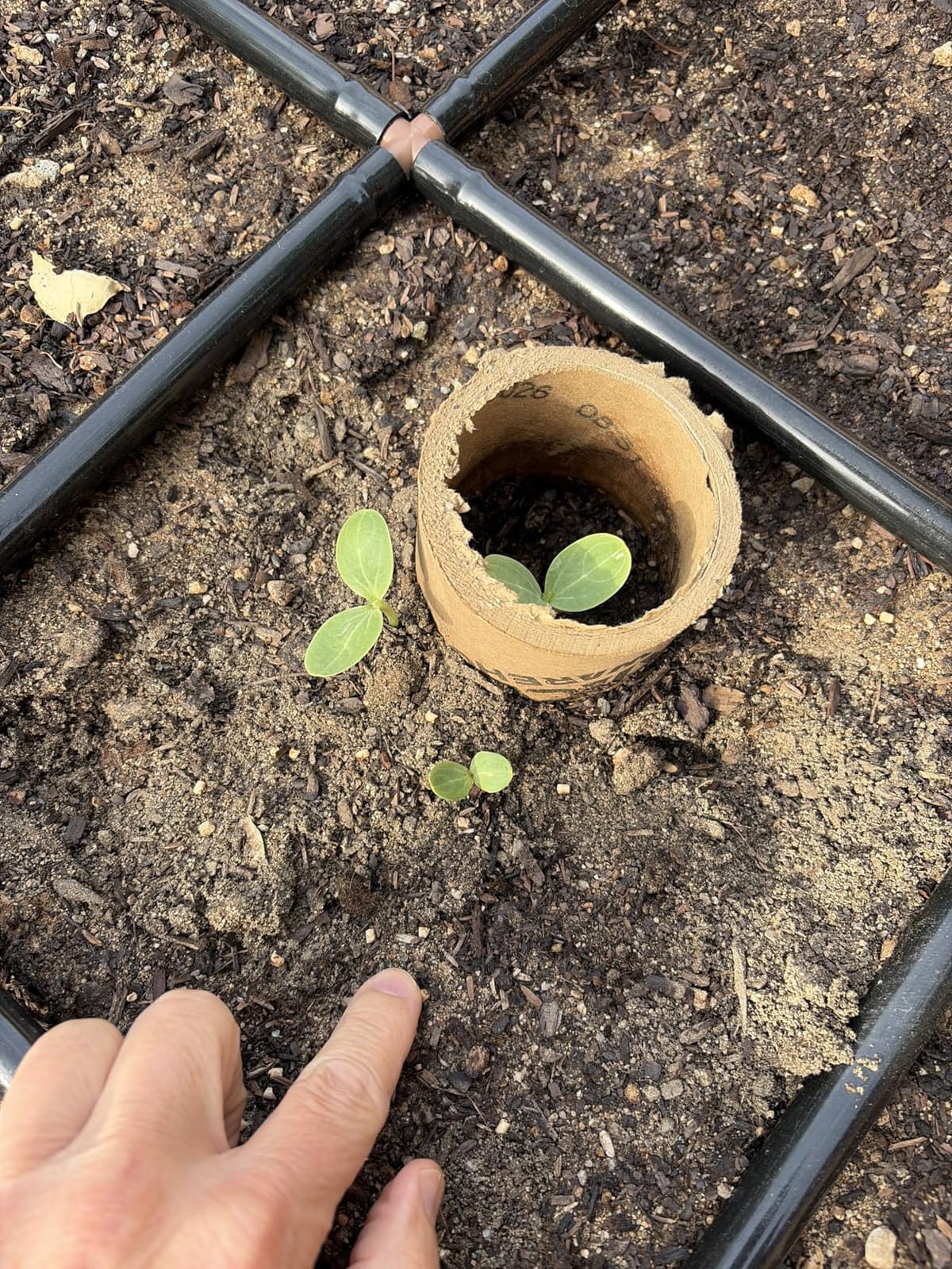 Monterey Sluggo Plus Bundled with Measuring Spoon - Snail & Slug Killer, Plus Controls Other Insects, OMRI Listed for Organic Gardening - 1 lb customer photo 1