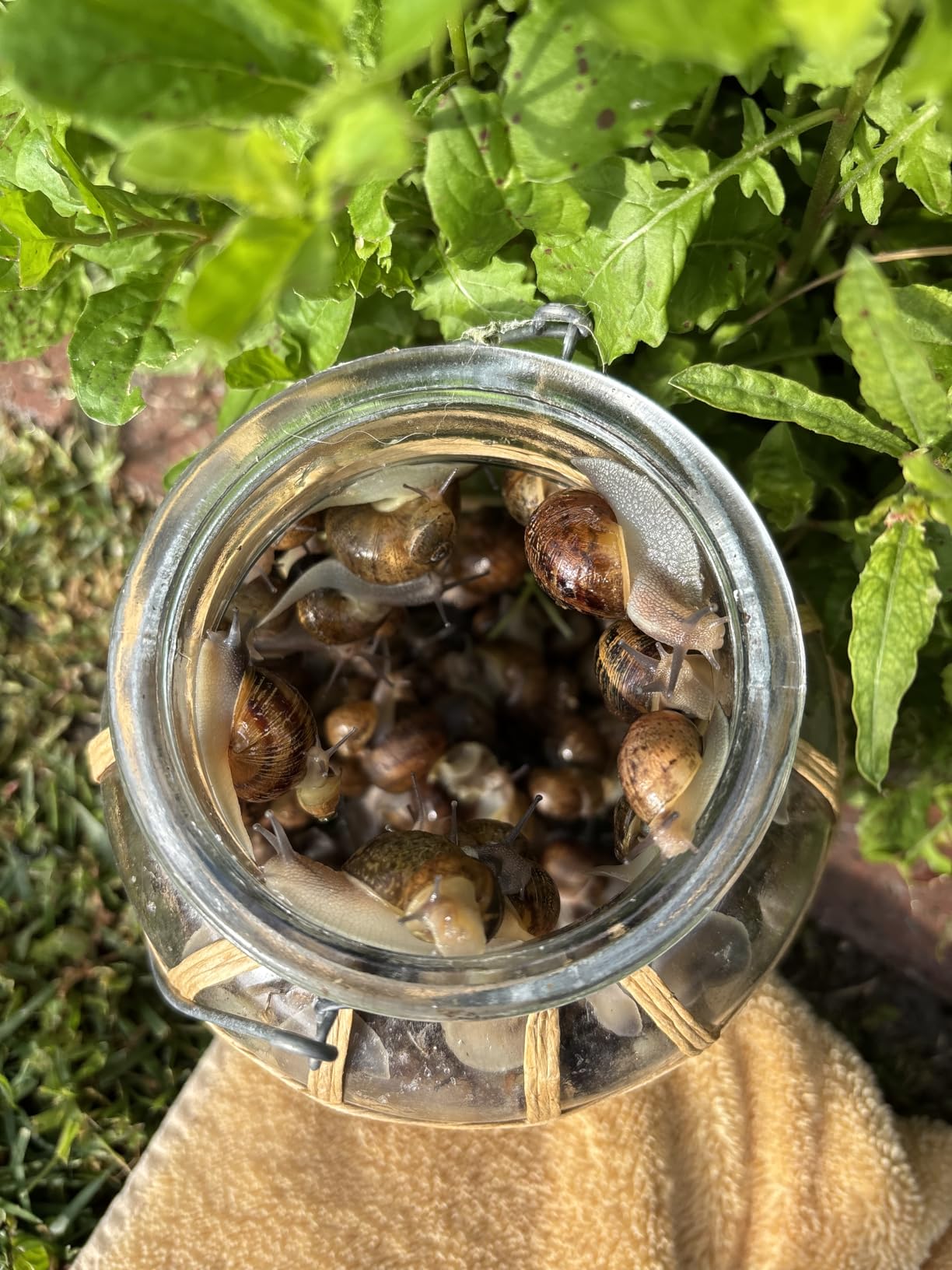 Monterey Sluggo Snail & Slug Killer Bundled with Measuring Spoon - OMRI Listed for Organic Gardening - Wildlife and Pet Friendly - 2.5 lb jug customer photo 1