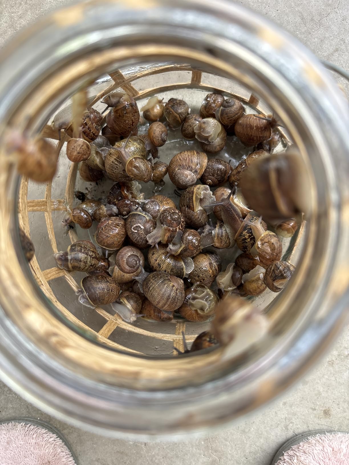 Monterey Sluggo Snail & Slug Killer Bundled with Measuring Spoon - OMRI Listed for Organic Gardening - Wildlife and Pet Friendly - 2.5 lb jug customer photo 2