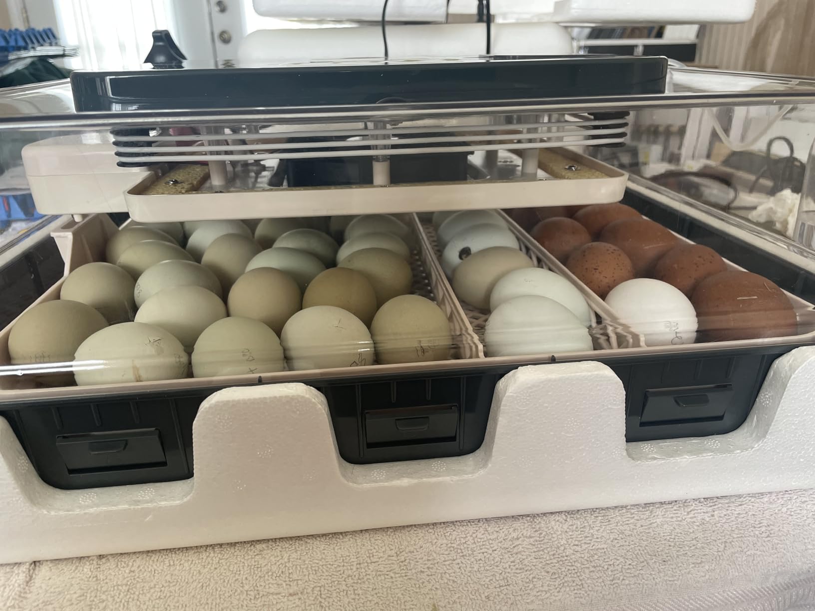 Sailnovo 56 Egg Incubator for Hatching Eggs with Automatic Egg Turning Gray customer photo 1
