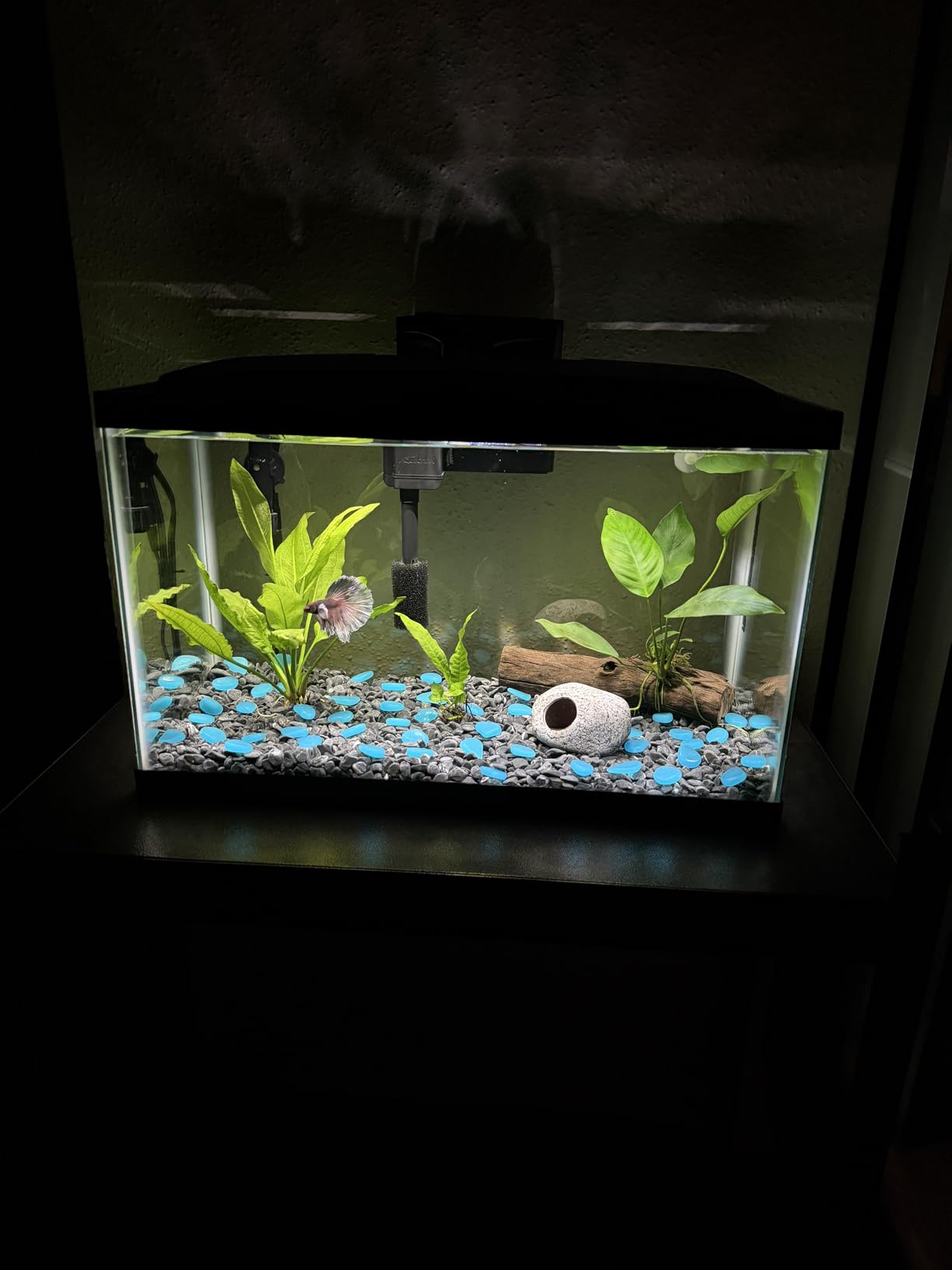 Aqueon Aquarium Starter Kit with Smart Clean Filtration and LED Lighting, Freshwater and Saltwater Fish, 20-Gallon customer photo 1