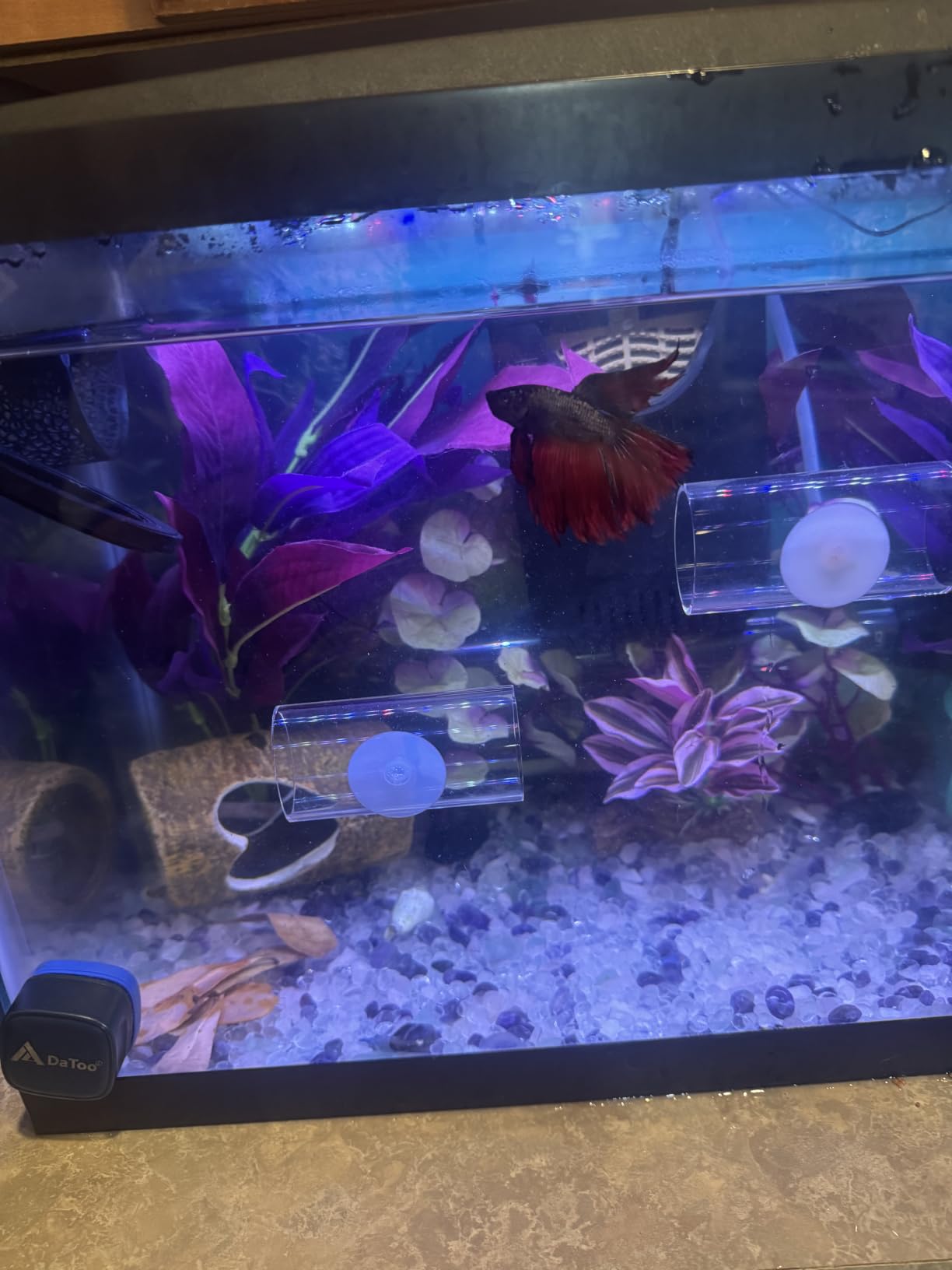 Aqueon Aquarium Starter Kit with Smart Clean Filtration and LED Lighting, Freshwater and Saltwater Fish, 20-Gallon customer photo 2