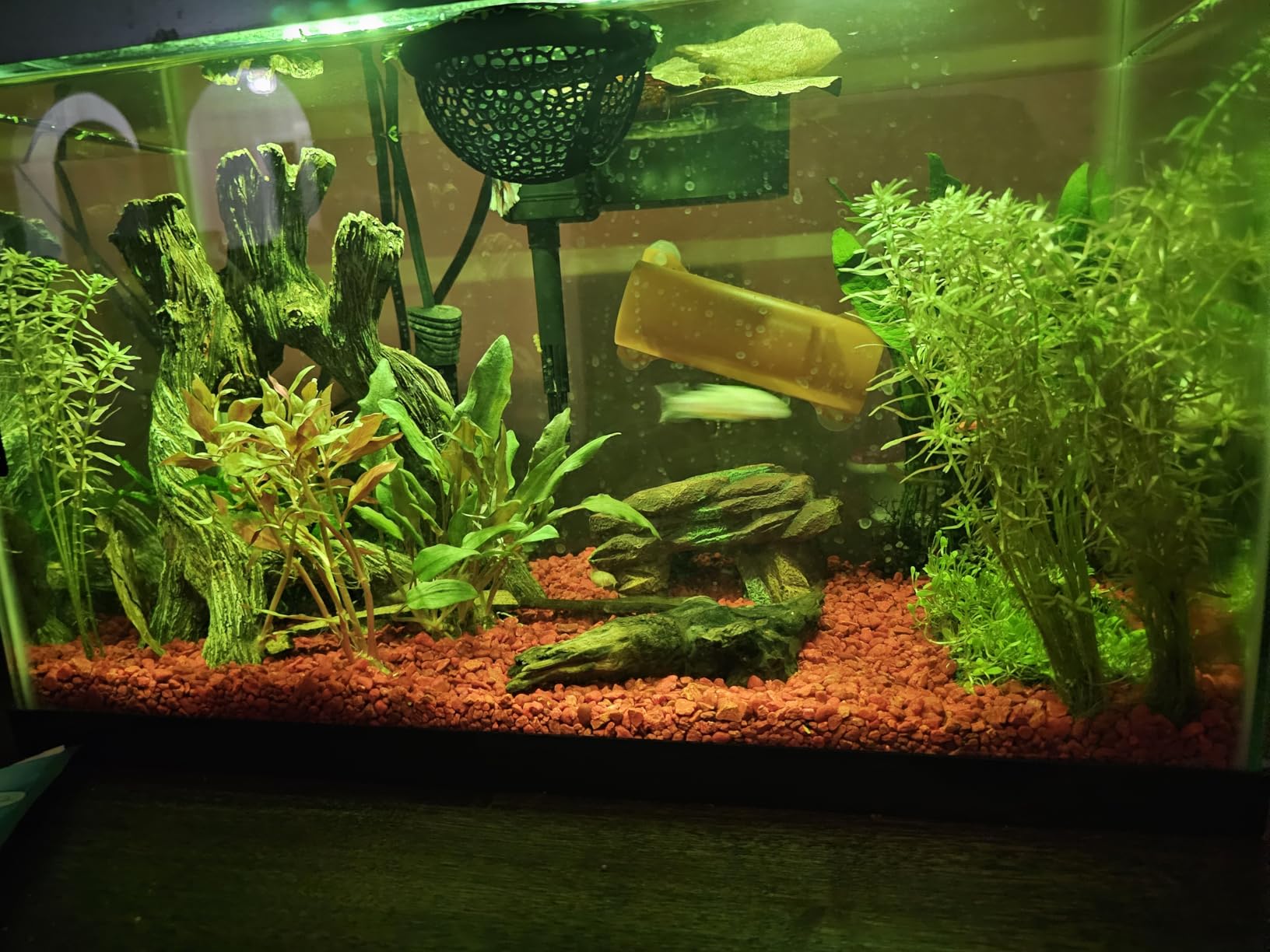 Aqueon Aquarium Starter Kit with Smart Clean Filtration and LED Lighting, Freshwater and Saltwater Fish, Perfect for Tetras, Guppies, Platies, 10-Gallon customer photo 2