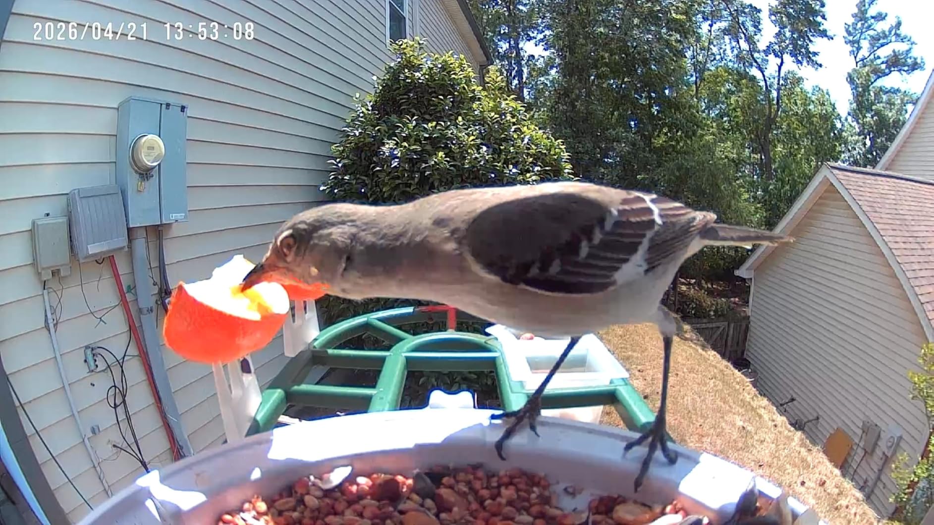 HARYMOR Bird Feeder with Camera, 2K Live Video, AI Identify Bird Species customer photo 2