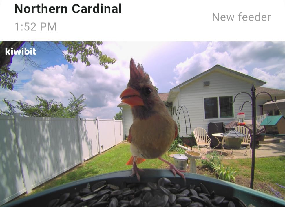 Kiwibit Smart Bird Feeder with 4K AI Camera Solar Powered, 8MP Photos customer photo 1