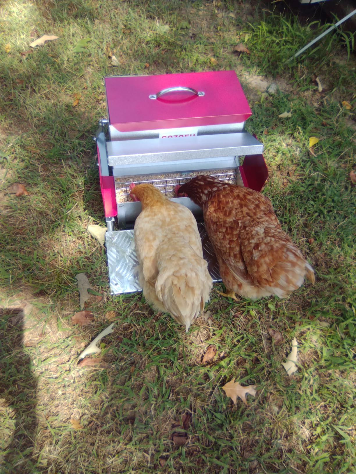 Feeders Automatic Chicken Feeder - Large Capacity for 6-12 Chickens, Lasts 10 Days (25lb Feed), Durable Galvanized Steel, Rat-Proof, No-Spill, Weatherproof Lid customer photo 2
