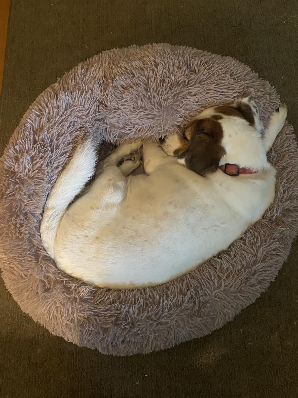 PetJett Calming Medium Dog Bed - 30'' Round Dog Beds - Washable Dog Bed - Anti-Slip Super Soft Fluffy Plush Donut Bed, Anti-Anxiety Premium Comfort Pet Bed, Fits Dogs up to 45 lbs - Beige customer photo 2
