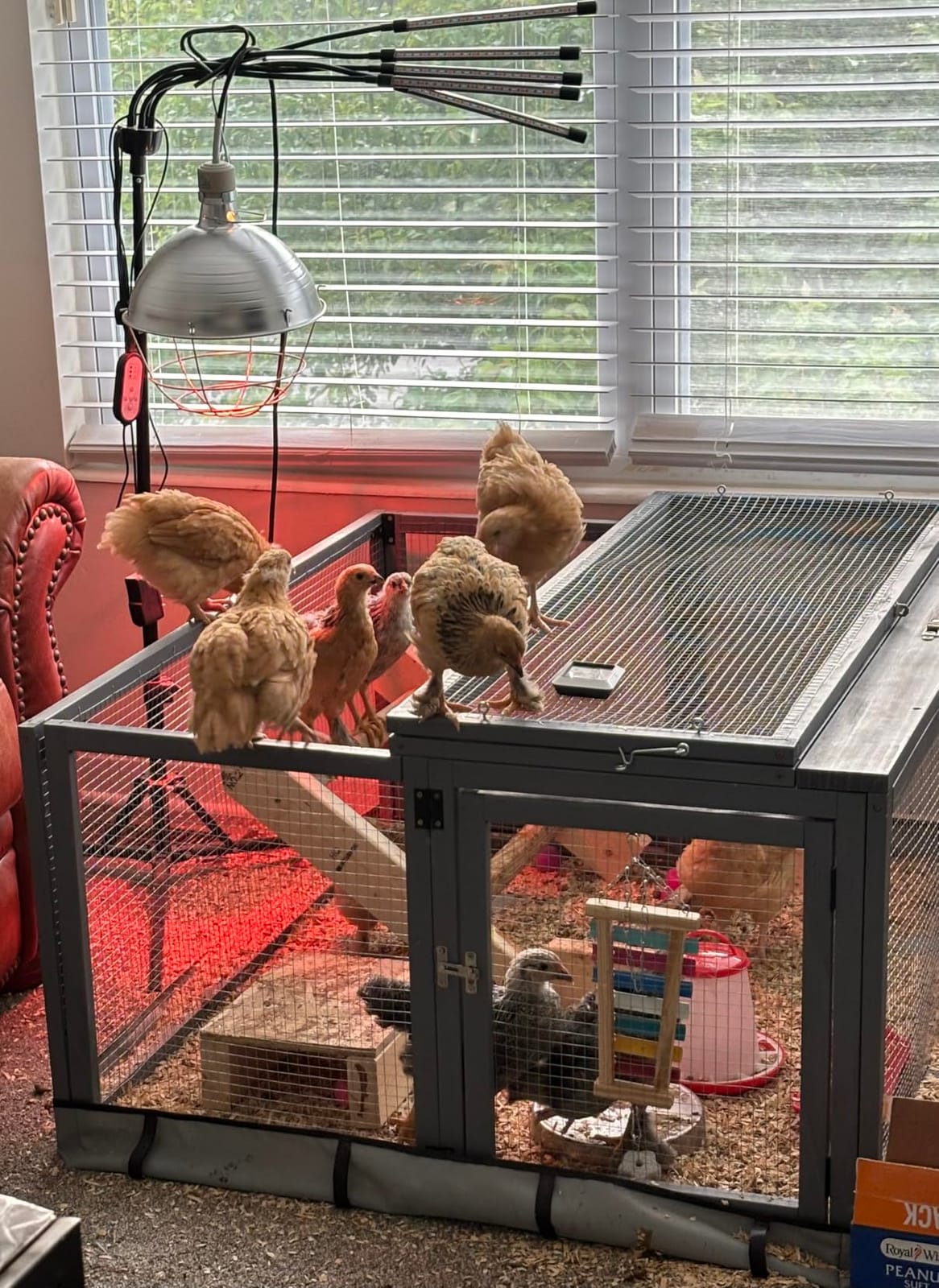 COZIWOW Chicken Coop Run Portable Chicken Cage Pens Rabbit Hutch, Orange customer photo 2