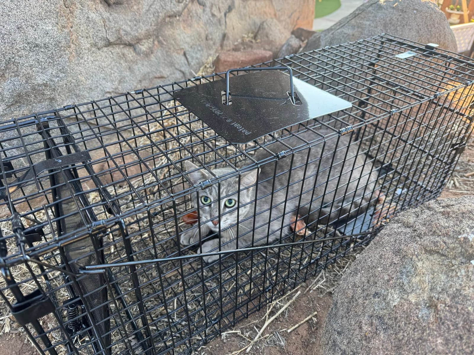 Humane Way Folding 32 Inch Live Humane Animal Trap - Safe Traps for All Animals - Raccoons, Cats, Groundhogs, Opossums - 32