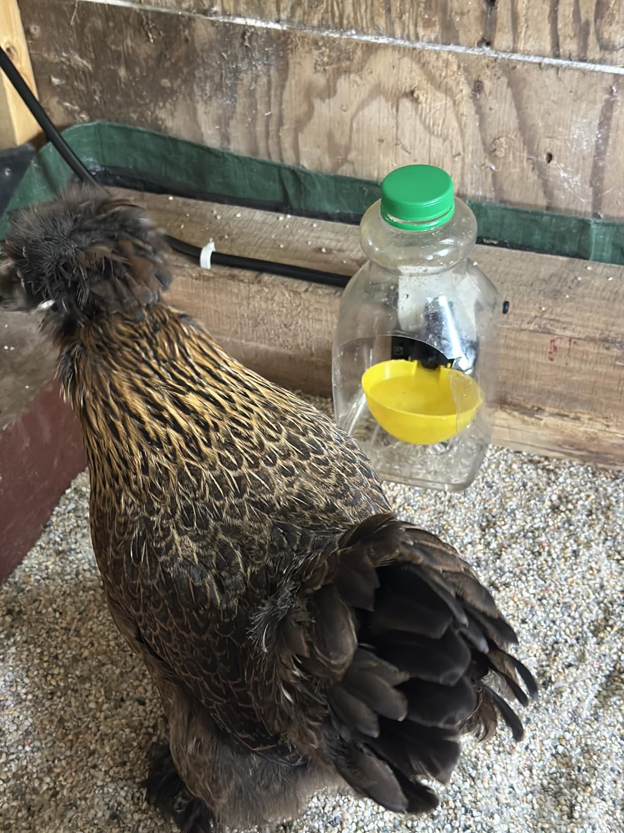 Automatic Chicken Water System, Complete Set with Large Water Cup,Pipeline customer photo 2