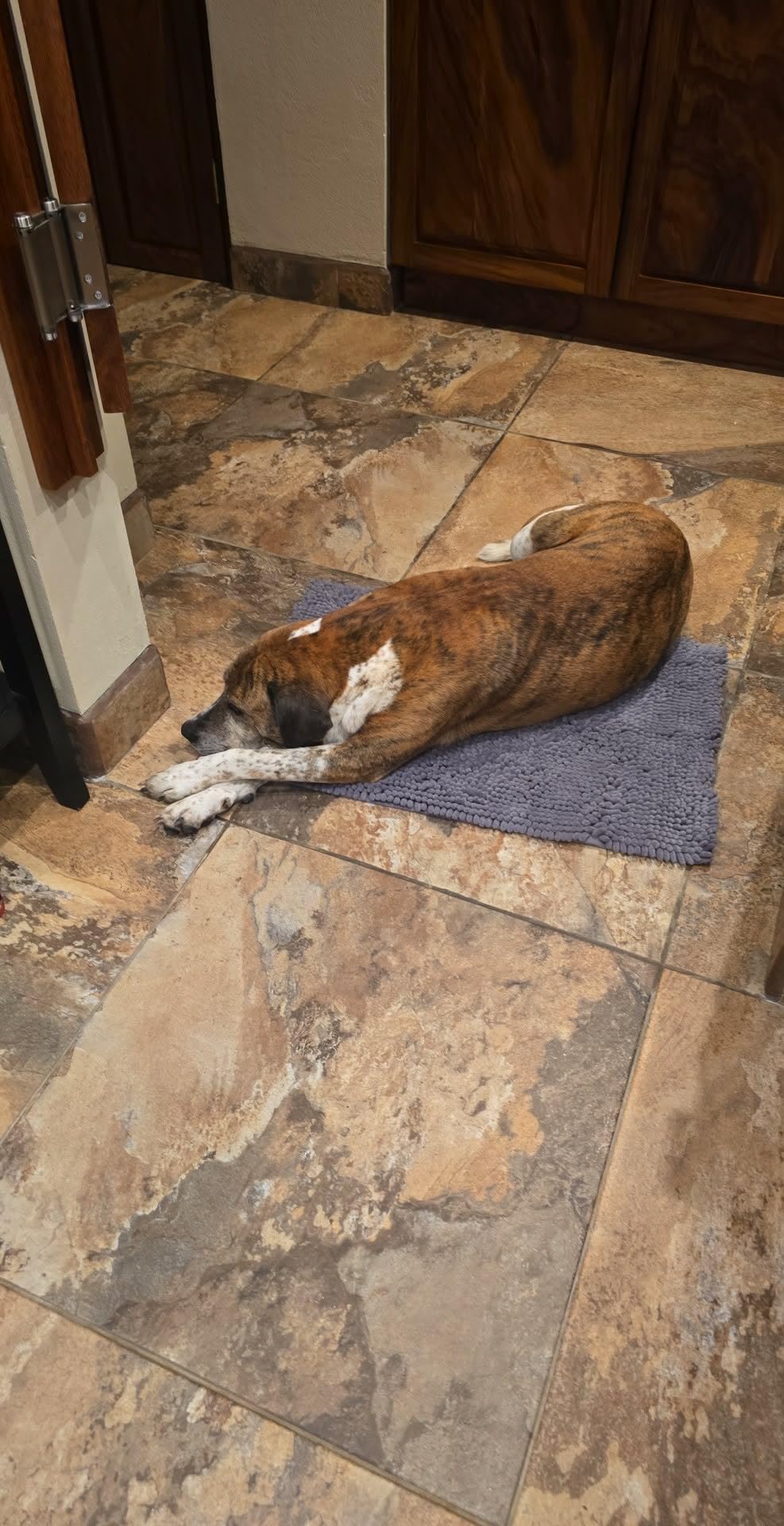 Muddy Mat® | Super Water Absorbent Door Mat Indoor, Microfiber Quick Dry Chenille Entryway Rug, Slip Resistant Front Door Mat, Indoor Mats for Entryway, Machine Washable Pet Rug, Grey 24