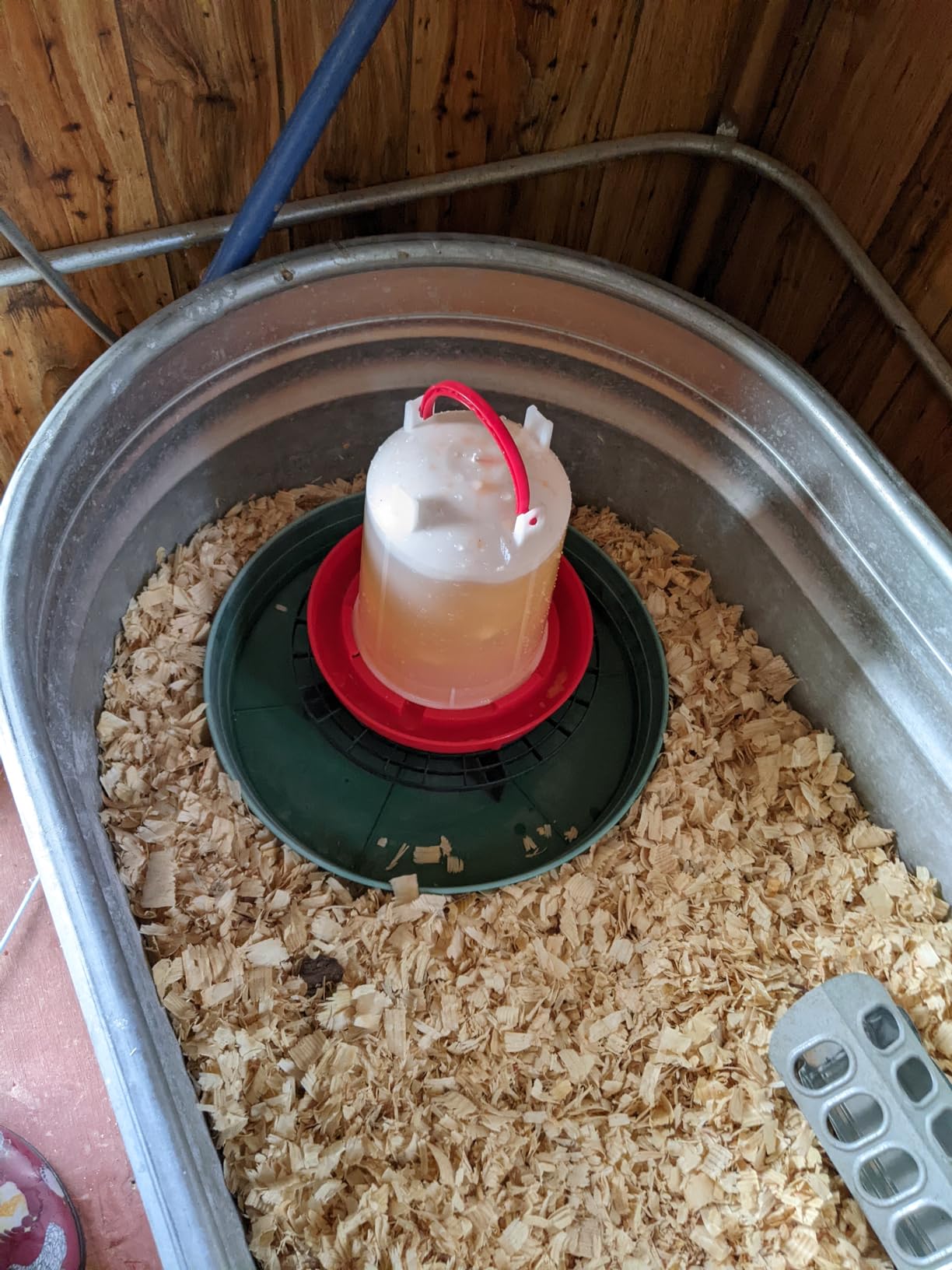 Chicken Waterer 4-Gallon Metal Handle Poultry Drinker | Large Capacity Poultry Waterer | for Chickens, Ducks, Baby Chicks, Chickens, Turkeys and More customer photo 1