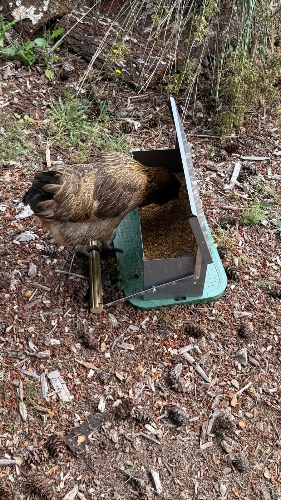 XINYI Chicken Treadle Feeder,25 Lbs Metal Treadle Feeder, No Waste & Rodent Proof Chicken Feeder with Weatherproof Lid, Suitable for Bantams, Poultry, Pheasants - 3.4Gallon Capacity customer photo 2