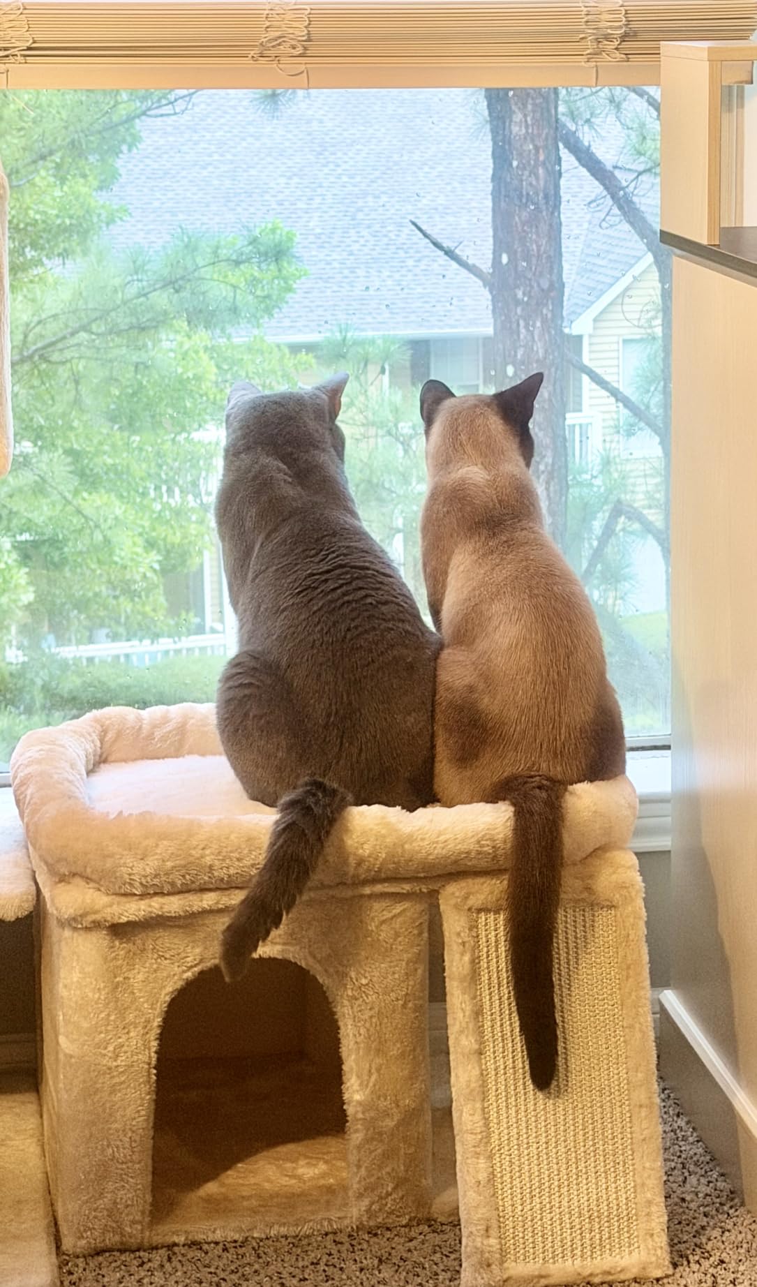 Aechonow XL Cat Tree Tower for Large Adult Cats 20 lbs+, 23x15.7 Perch Bed customer photo 1