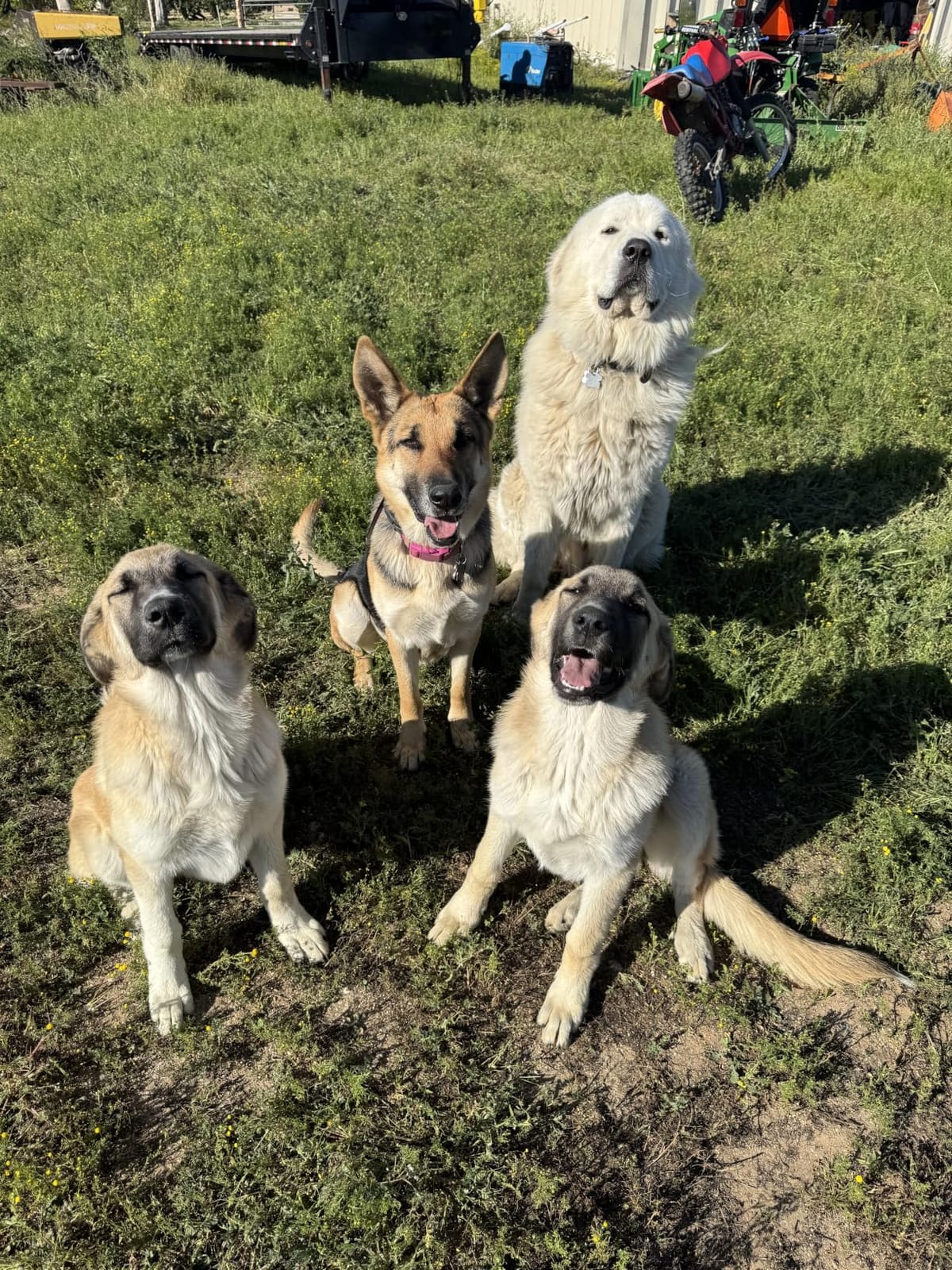Dogtra GPS Fence – No Subscription, Custom Wireless Dog Fence with App, Smart Guidance & Return Reminder Tone/Vibration/Correction, IPX9K Waterproof Rechargeable Collar, Safe Freedom for Dogs 15 Lbs+ customer photo 1