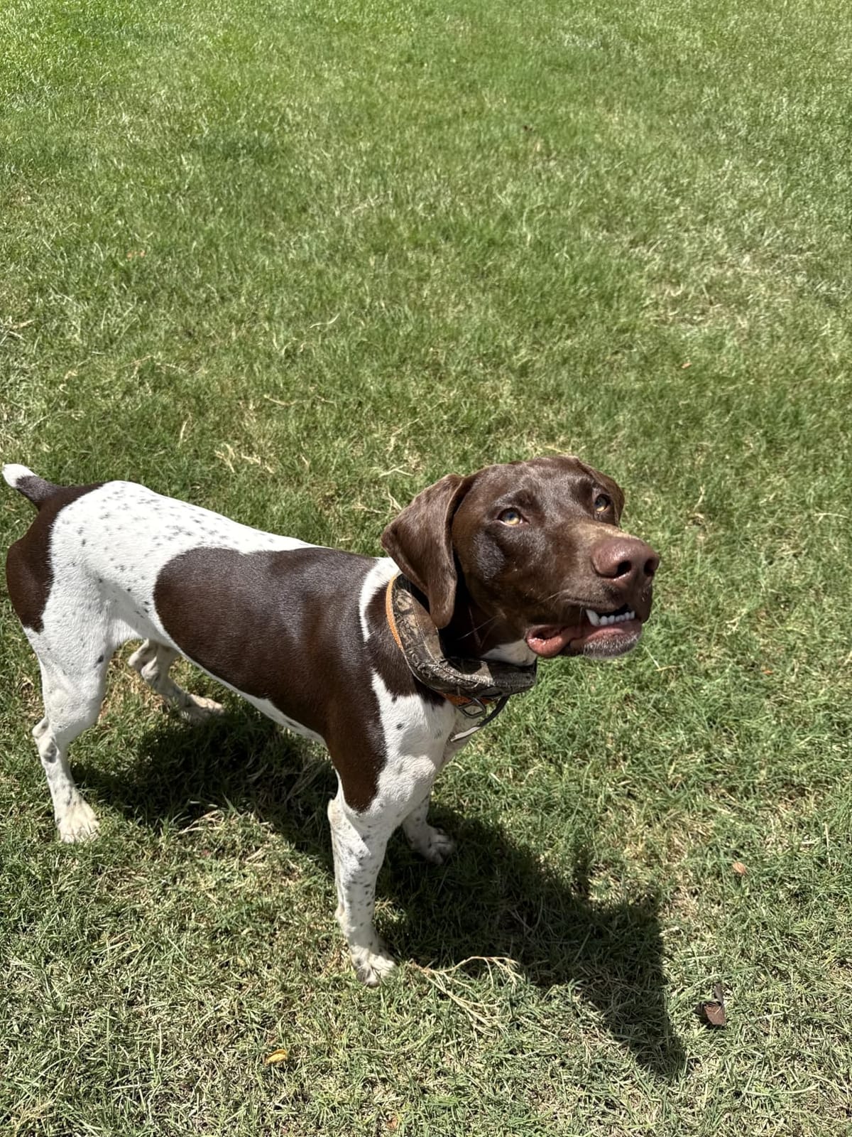 Halo Collar 5 GPS Wireless Dog Fence customer photo 2