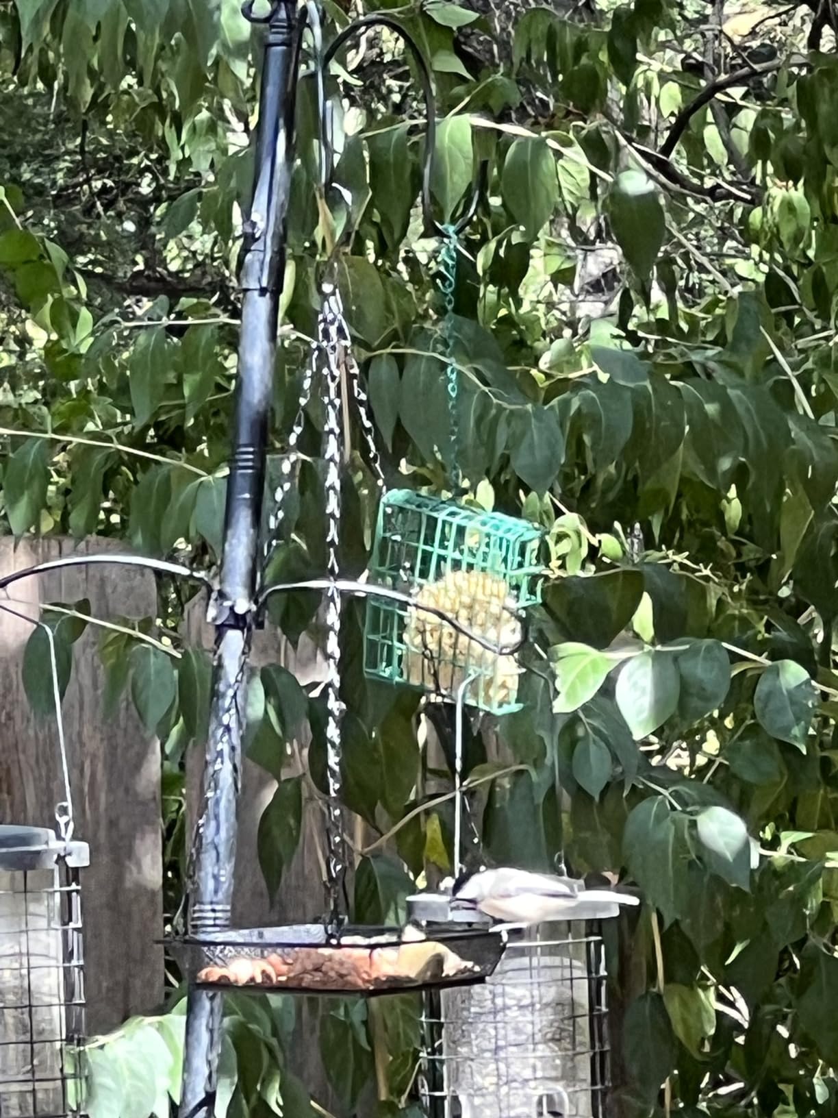 Gtongoko Platform Bird Feeder for Outdoors Hanging with 12