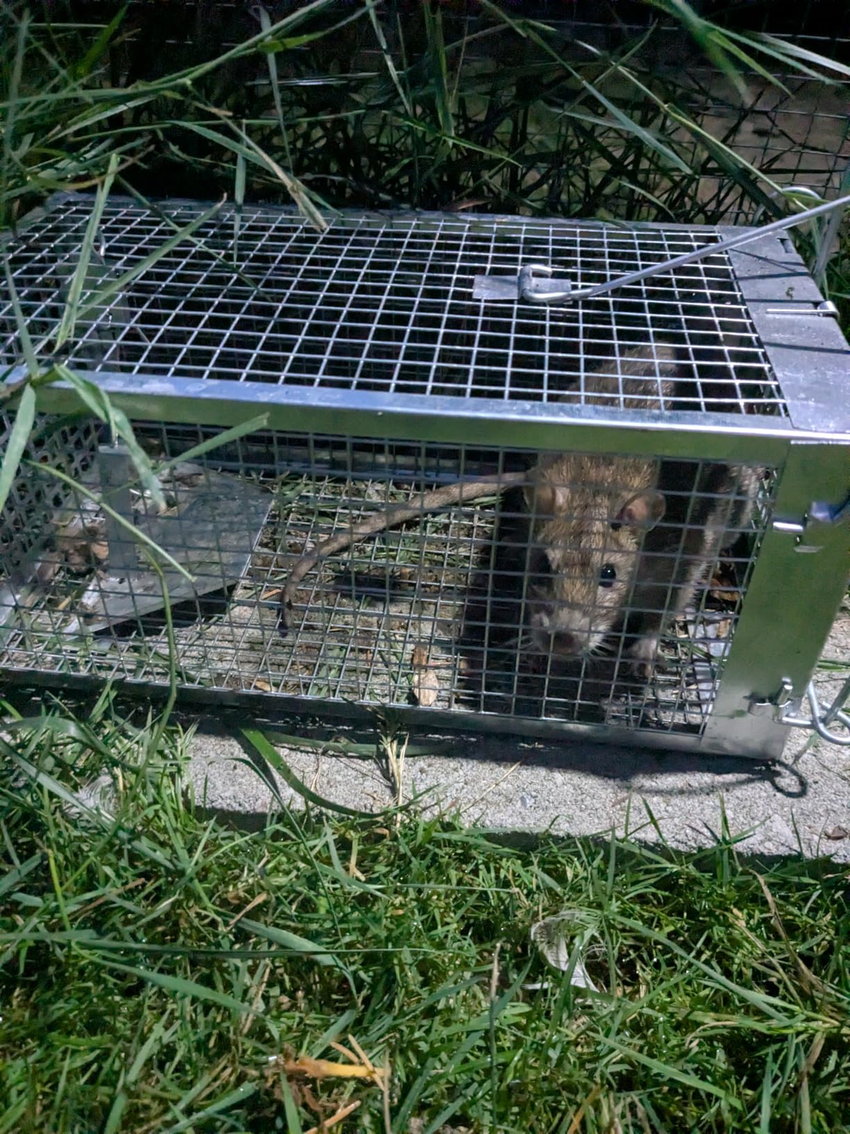 31.1 * 11 * 12.6 Inch Humane Live Animal Raccoo Trap Cage for Cat, Squirrel customer photo 2