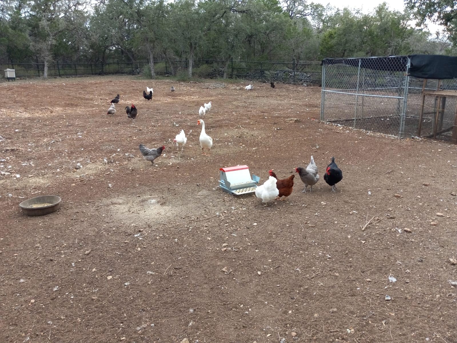 25lbs Automatic Chicken Feeder-Steel Treadle Poultry Feeder Weatherproof customer photo 2