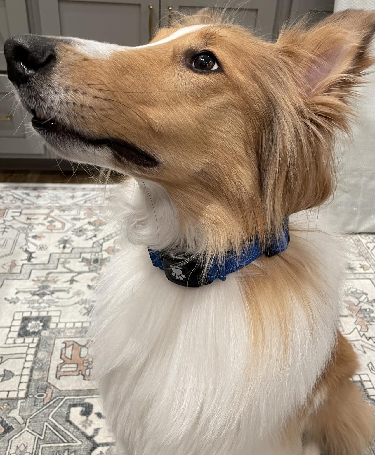 GPS Dog Collar with Tracker, Waterproof, No Monthly Fee, Red, L customer photo 1