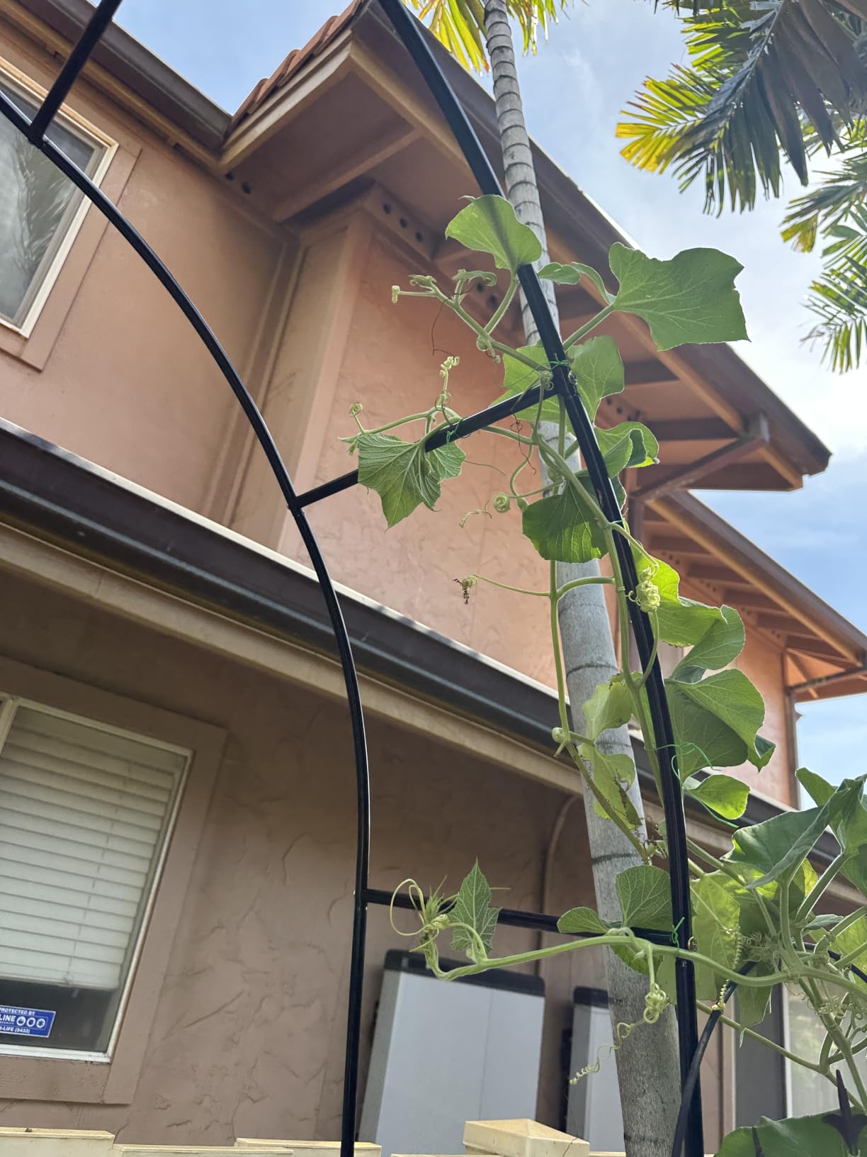 Garden Arch Trellis for Climbing Plants Outdoor - 94.5