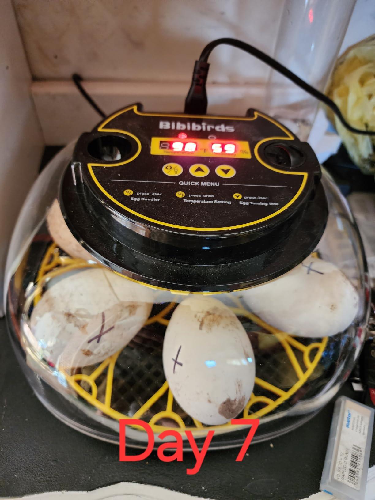 Incubators for Hatching Eggs with Automatic Egg Turning and Humidity DisplayTemperature Control Auto Water Fill Egg Candler 12Egg Hatch Chick Quail Duck Turkey Goose Parrot Bird Eggs customer photo 1