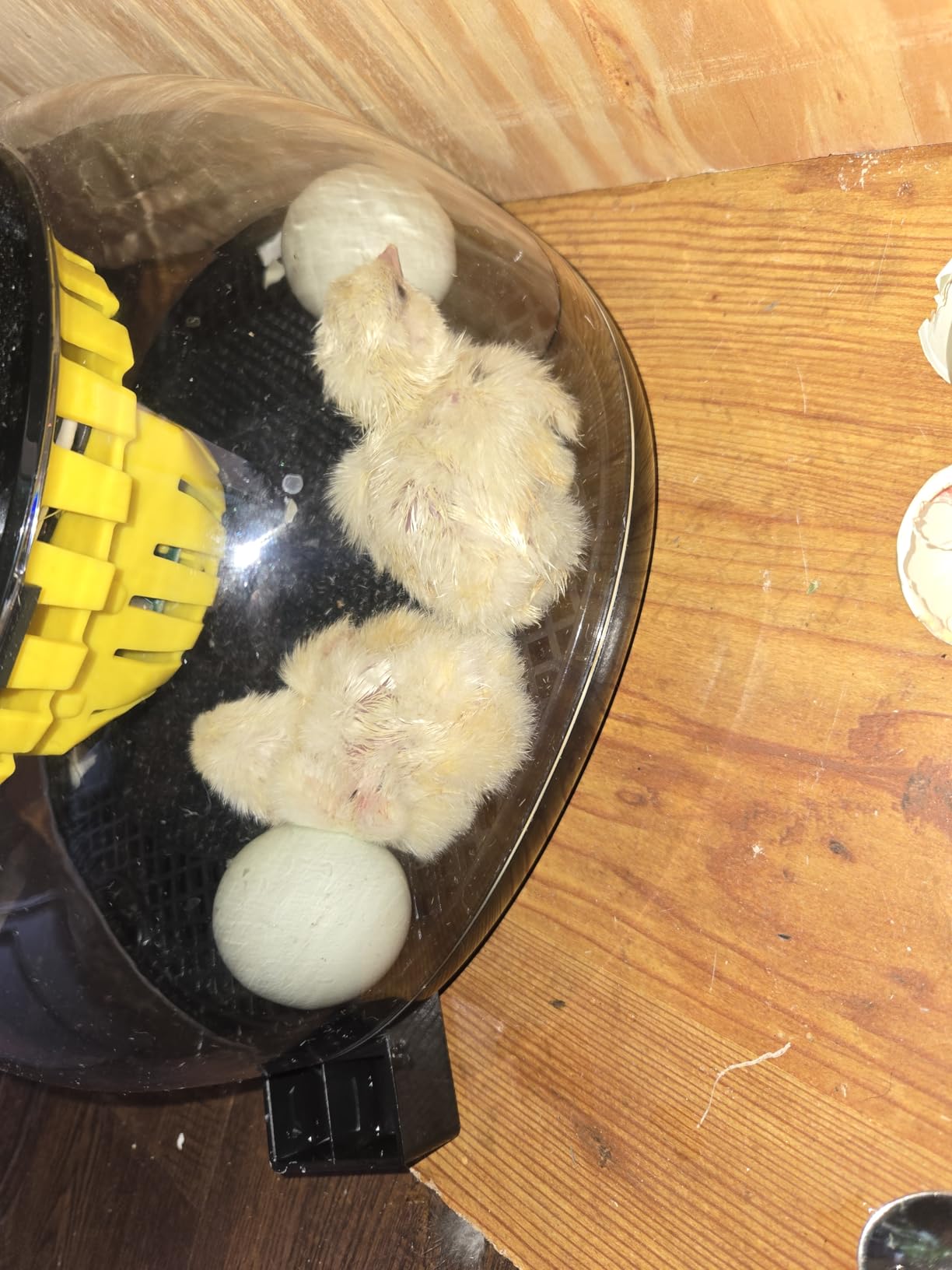 Incubators for Hatching Eggs with Automatic Egg Turning and Humidity DisplayTemperature Control Auto Water Fill Egg Candler 12Egg Hatch Chick Quail Duck Turkey Goose Parrot Bird Eggs customer photo 2