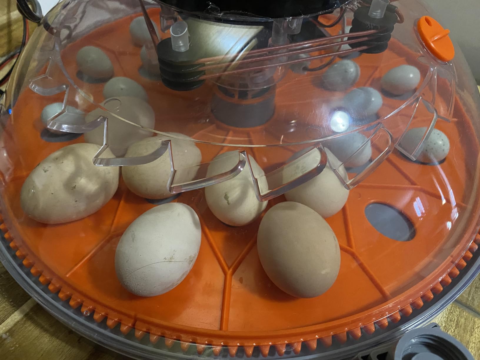 VEVOR 400 Egg Incubator, Poultry Incubator Cabinet with Automatic Eggs Turning, Temperature & Humidity Control, Heating & Cooling Egg Hatcher, Commercial Incubators for Hatching Chicks Ducks Goose customer photo 2