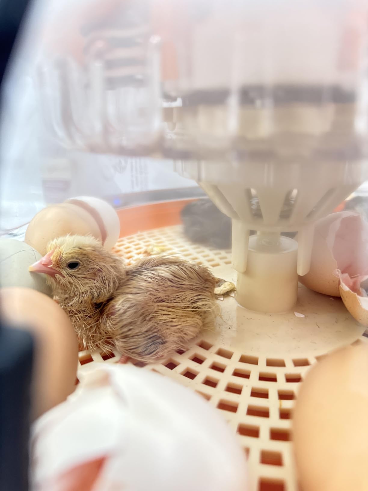 18 Egg Incubators for Hatching Eggs, Automatic Egg Turning and Humidity Control Incubator for Hatch Chicken Duck Quail Pigeon Pheasant Partridge Home Classroom Lab- customer photo 1