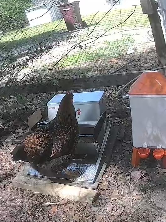 VEVOR Automatic Chicken Feeder, 25 lbs Upgraded Rainproof Treadle Poultry Feeder with Lockable Lid, No Waste, Galvanized Steel Construction, Outdoor Use, for Chicken, Bantams, Poultry, Pheasants customer photo 2