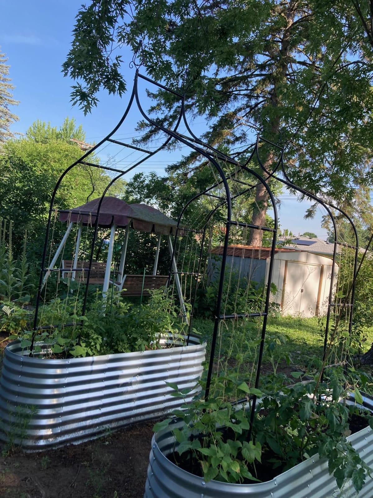 Thick Gothic Pointed Metal Garden Arch Rust-Proof for Climbing Vines Roses | 8.5 ft H x 4.8 ft W, 16mm Steel Tube Arbor for Plants, Clematis, Jasmine, Party Decor customer photo 2