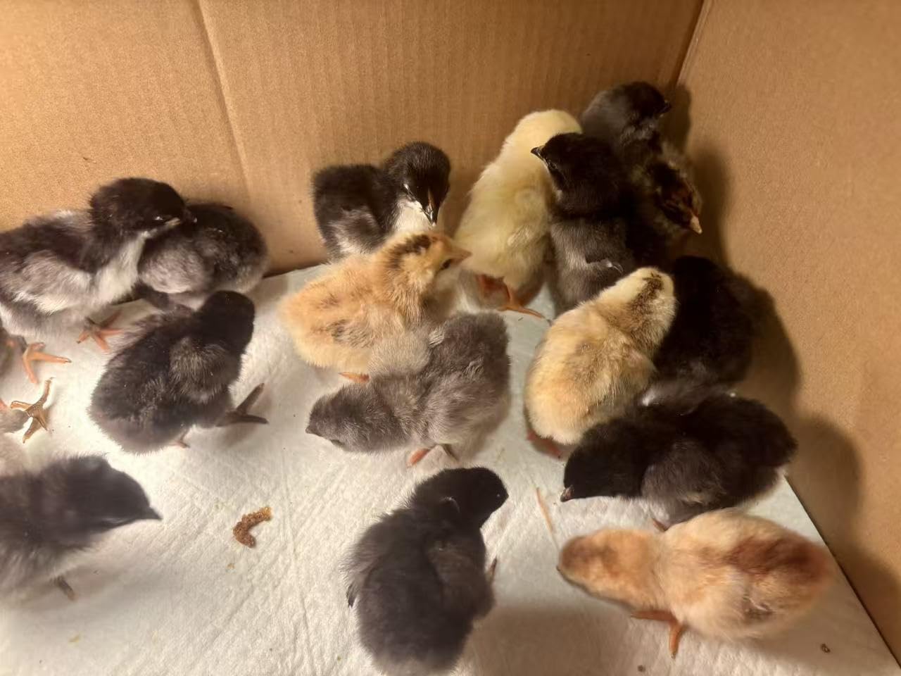 Egg Incubators for Hatching Eggs, 18 Chicken or 8 Large Eggs Incubator customer photo 2