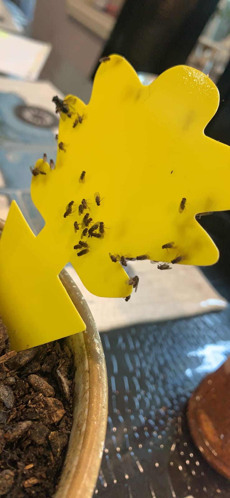 4 Pack Wasp Traps Outdoor Hanging, Carpenter Bee Traps for Outside Yellow Jacket Trap Hornet Trap Wasp Catchers Killer customer photo 2