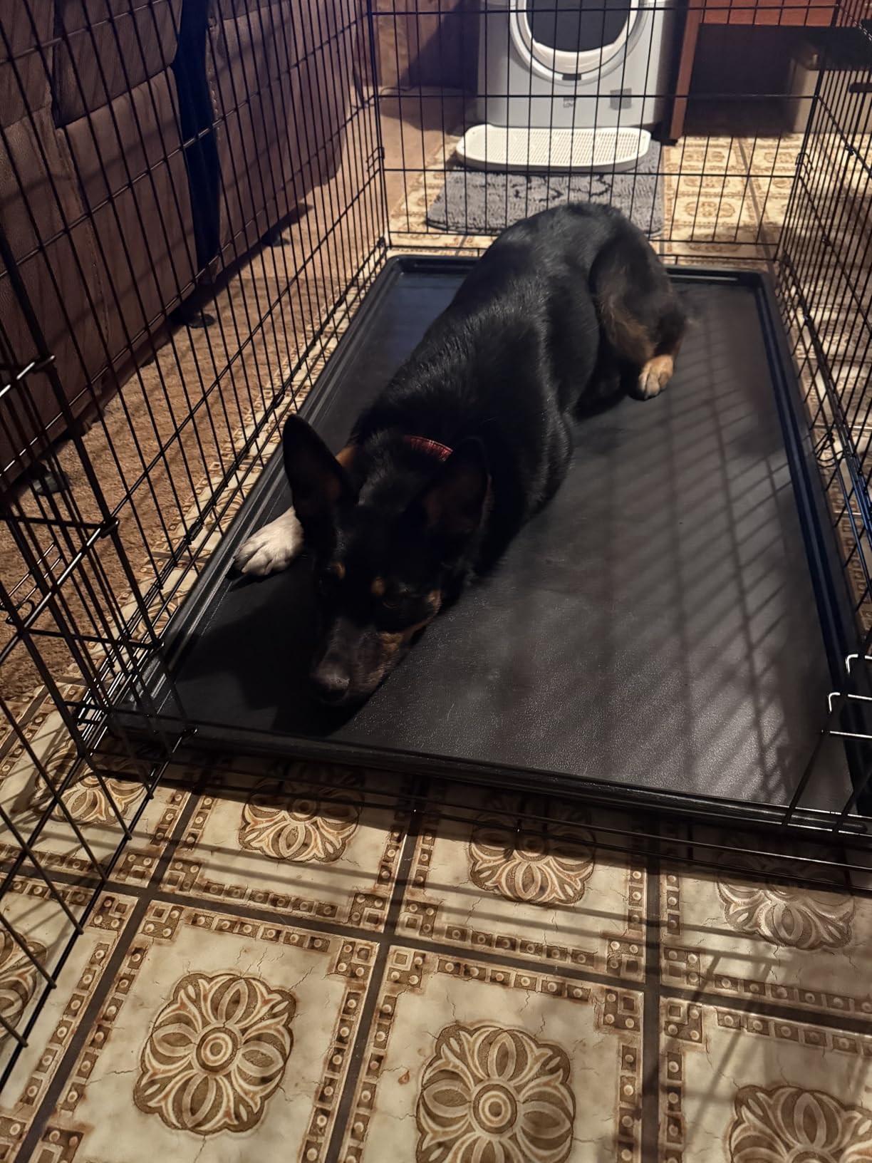 Sweetcrispy Dog Crate 42 Inch, Medium Large Dog Cage, Foldable Pet Kennel customer photo 2