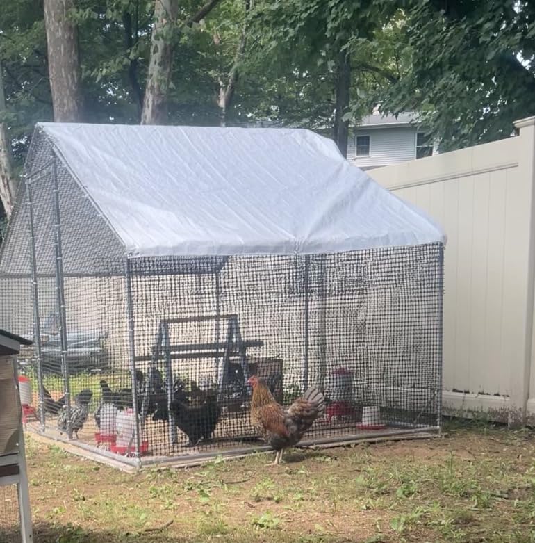 LEVELEVE Large Walk-in Chicken Coop with Chicken Run, Galvanized Poultry Enclosure with Waterproof Anti-UV Cover and Security Lock, Ideal for Rabbit, Duck, Backyard and Farm Yard，9.8'x 6.6'x 6.6' customer photo 2