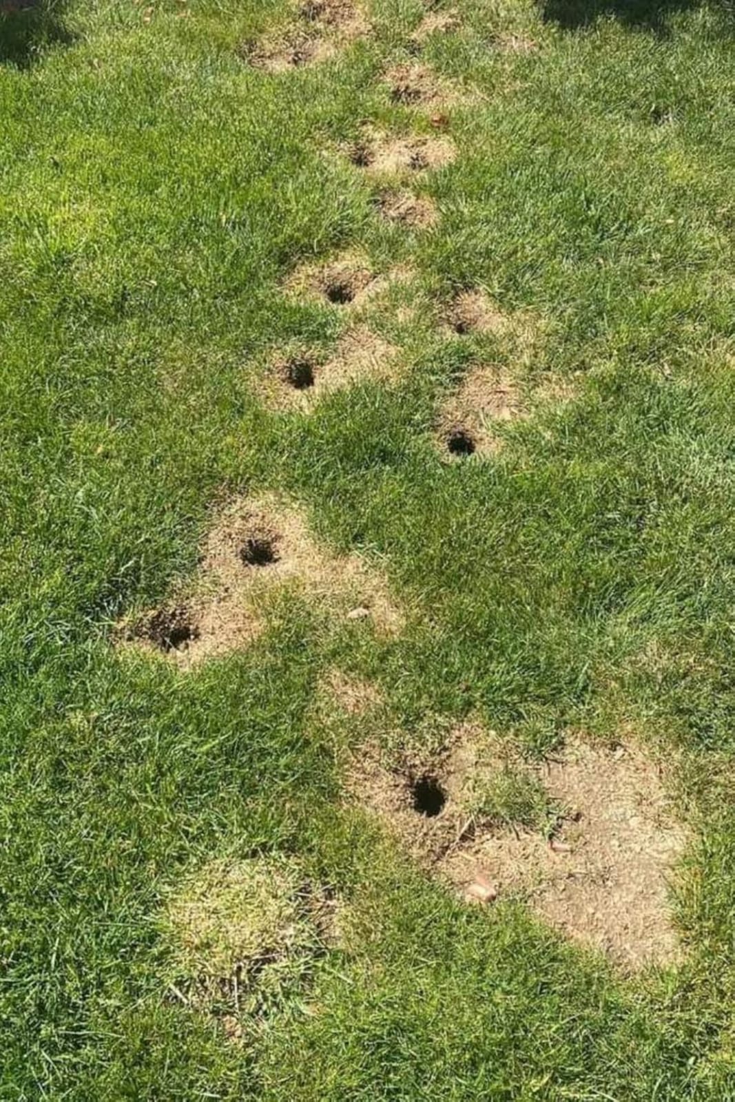 LEBMP Mole Repellent, Gopher Repellent, Groundhogs Repellant Outdoor-8Pcs customer photo 2